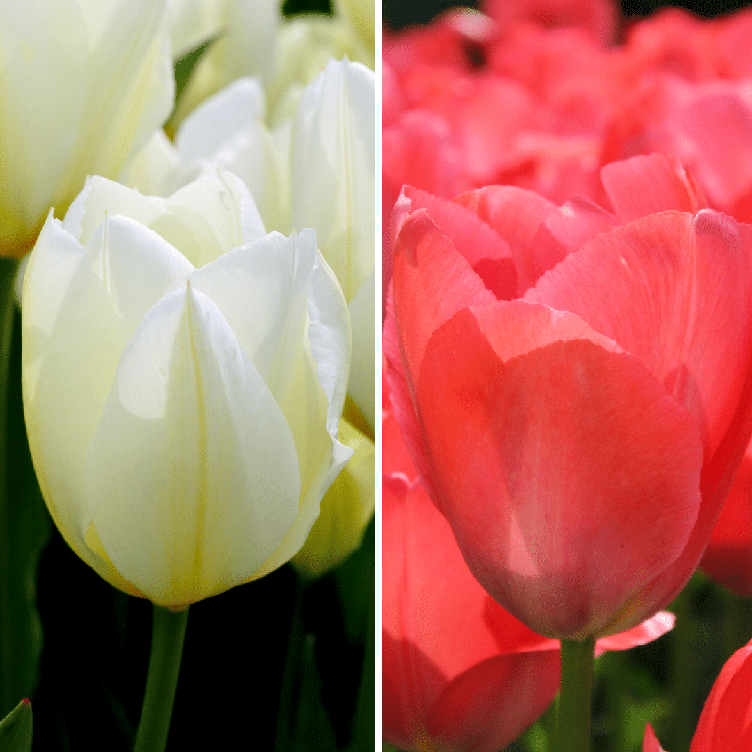 Flowerbulbs Amsterdam - Elly's Choice - 30 Blumenzwiebeln - Gr��e 12+