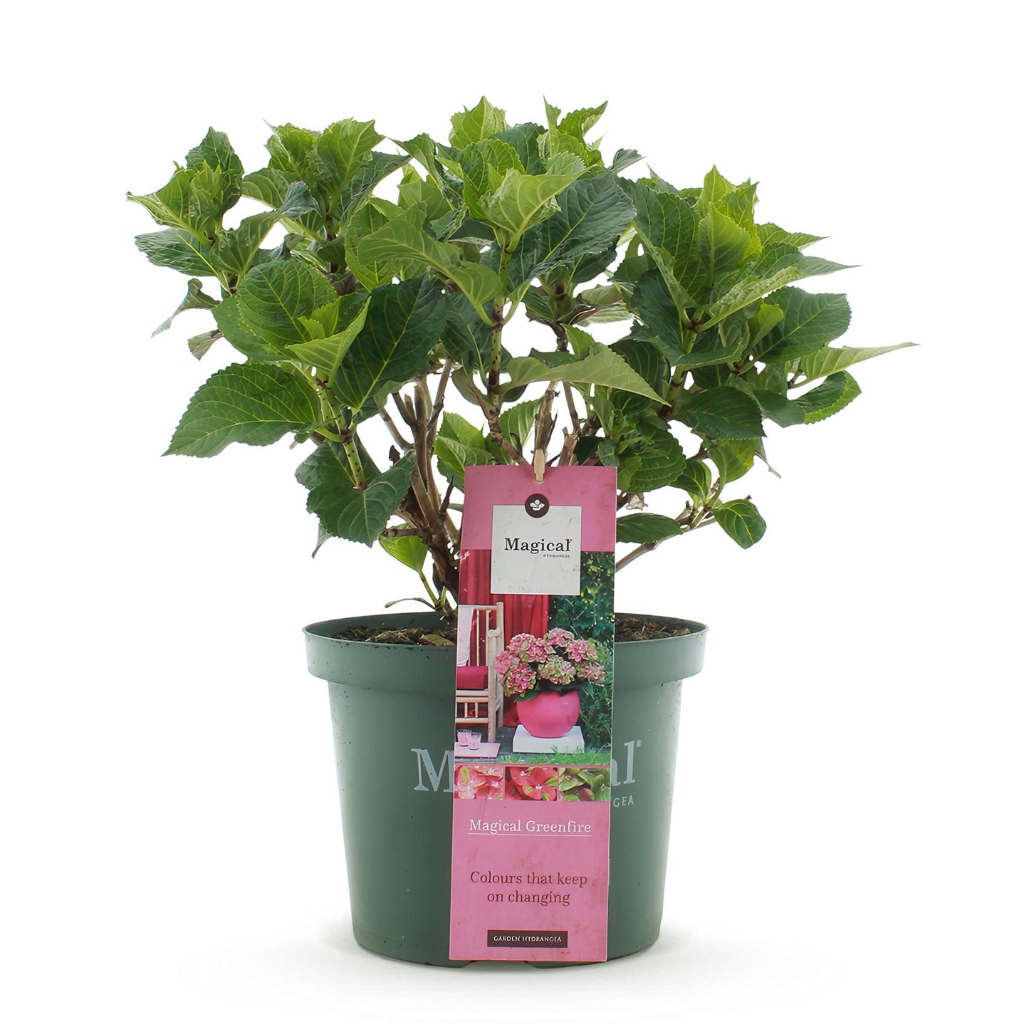 Green boutiQ - Balkonpflanze - Hortensie - Hydrangea Magical Green Fire - Rosa Grün - 6-10 Blumen - Topf 23cm Höhe 55cm