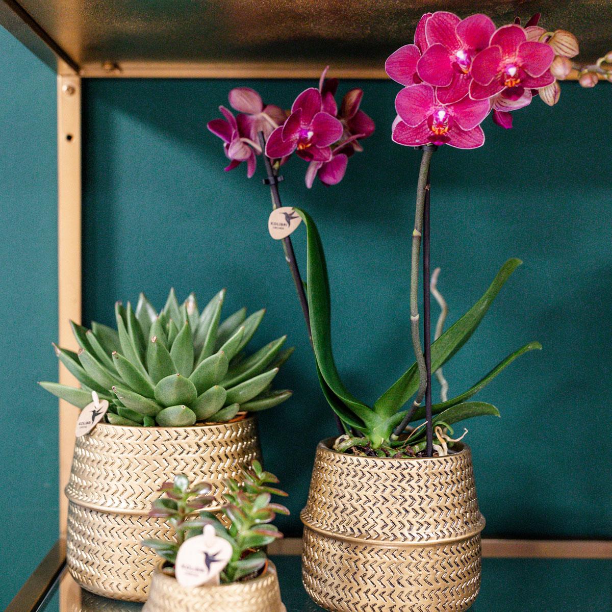 Kolibri Orchids | Rosa Phalaenopsis Orchidee - Treviso in Groove Topf gold - Topfgröße Ø12cm - 35cm hoch | blühende Zimmerpflanze im Blumentopf - frisch vom Züchter