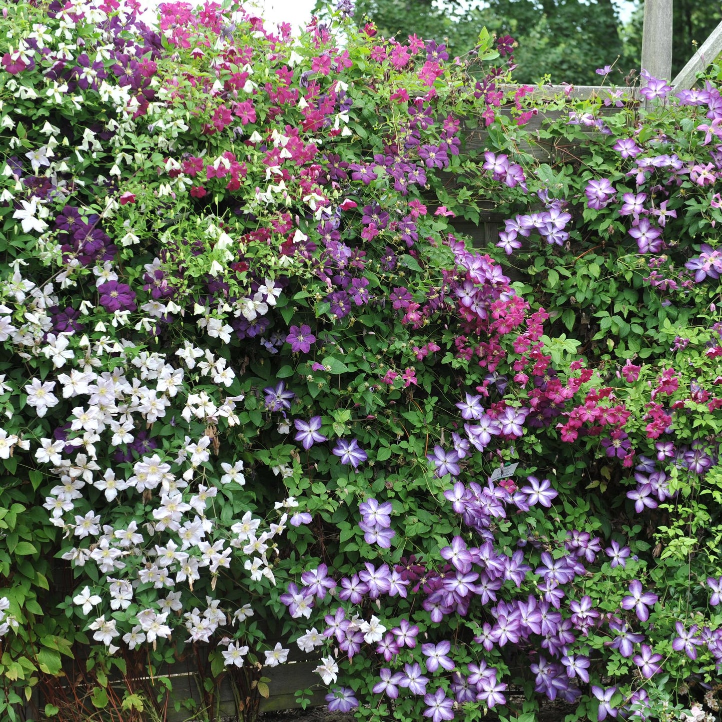 "GreenboutiQ - Kletterpflanze - Clematis Tricolour - Blüte Rosa Weiß Lila - Wenig Pflege - 3 Pflanzen - Topf 11cm Höhe 40cm GreenboutiQ - Kletterpflanze - Clematis Rainbow - Blüte Rosa Weiß Lila Rot - Wenig Pflege - 4 Pflanzen - Topf 11cm Höhe 40cm"