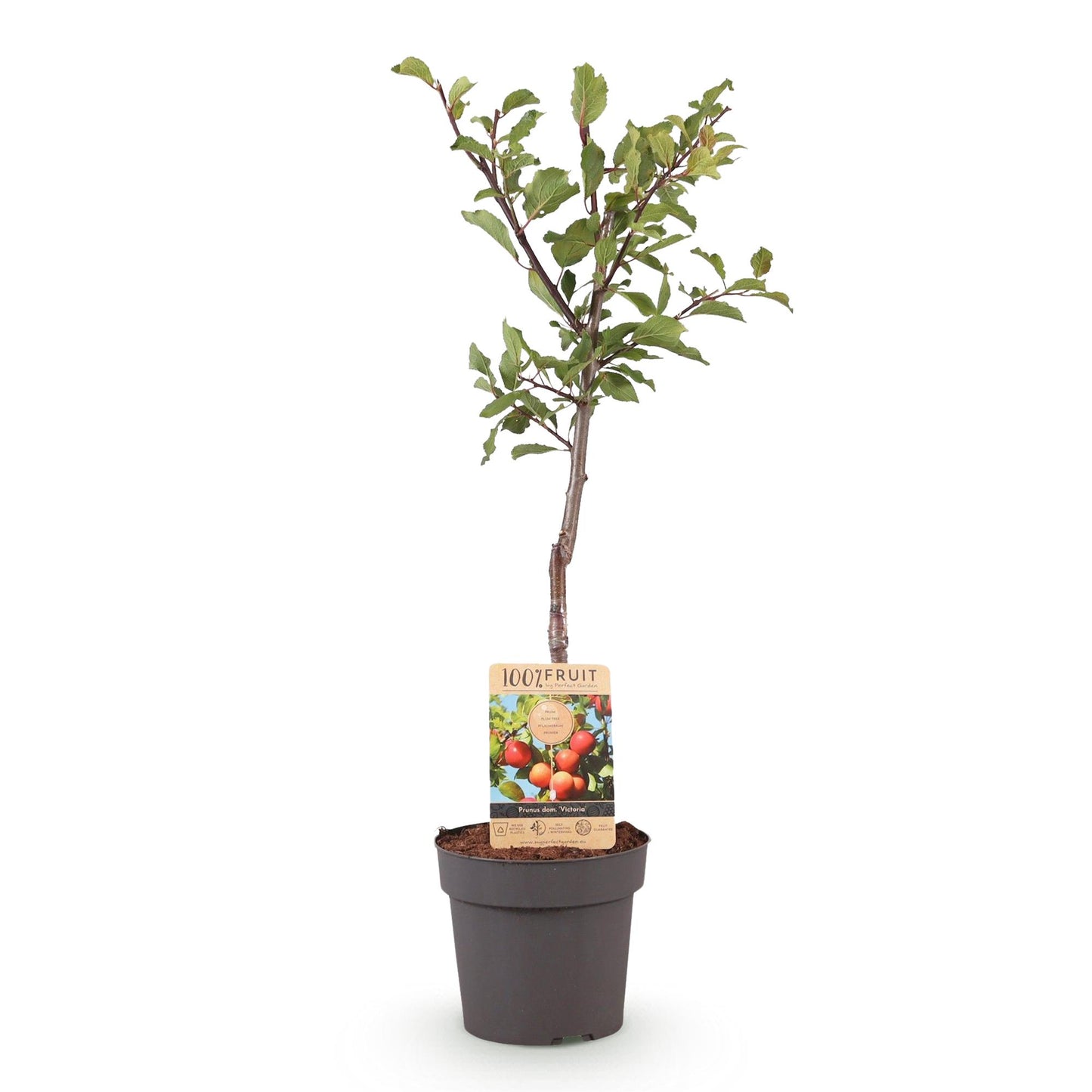 GreenboutiQ - Obstpflanze - Pflaumenbaum - Prunus domestica Victoria - Rote Pflaume - Topf 21cm Höhe 90cm