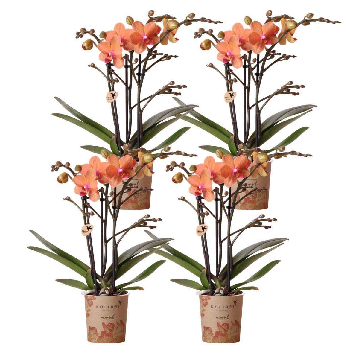 Kolibri Orchids | COMBI DEAL von 4 orange Phalaenopsis Orchideen - Bozen - Topfgröße Ø9cm blühende Zimmerpflanze - frisch vom Züchter
