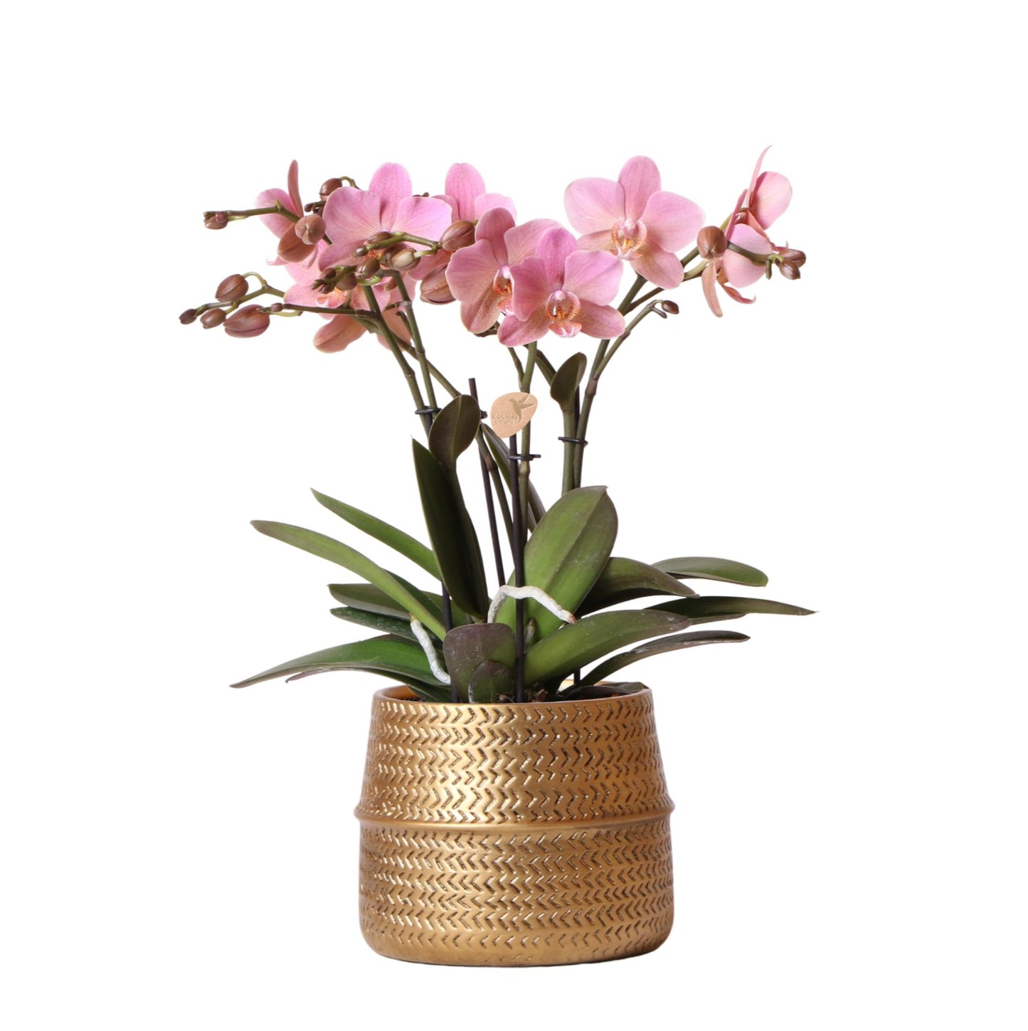 Kolibri Orchids | Rosa Phalaenopsis Orchidee - Treviso in Groove Topf gold - Topfgröße Ø12cm - 35cm hoch | blühende Zimmerpflanze im Blumentopf - frisch vom Züchter
