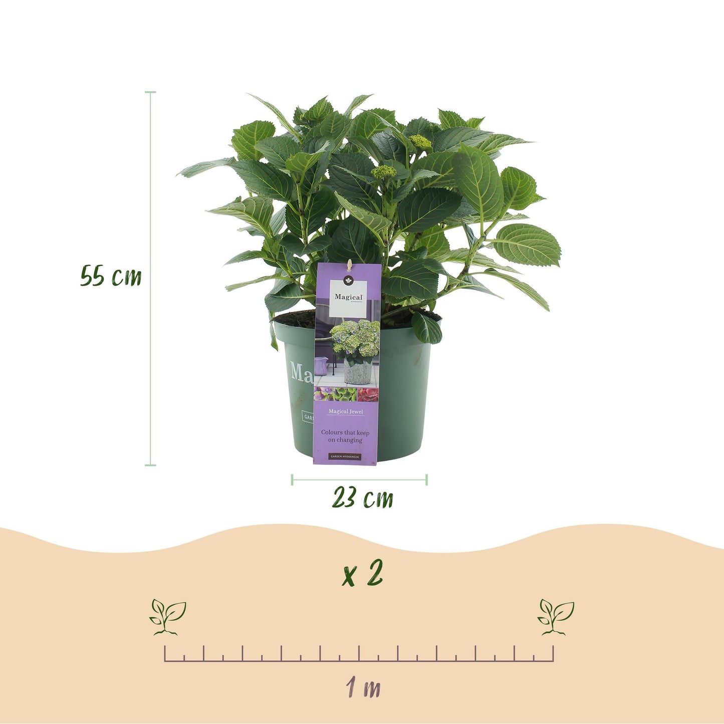 Green boutiQ - Balkonpflanze - Hortensie - Hydrangea Magical Jewel Blue - Blau - 6-10 Blumen - 2 Pflanzen - Topf 23cm Höhe 55cm