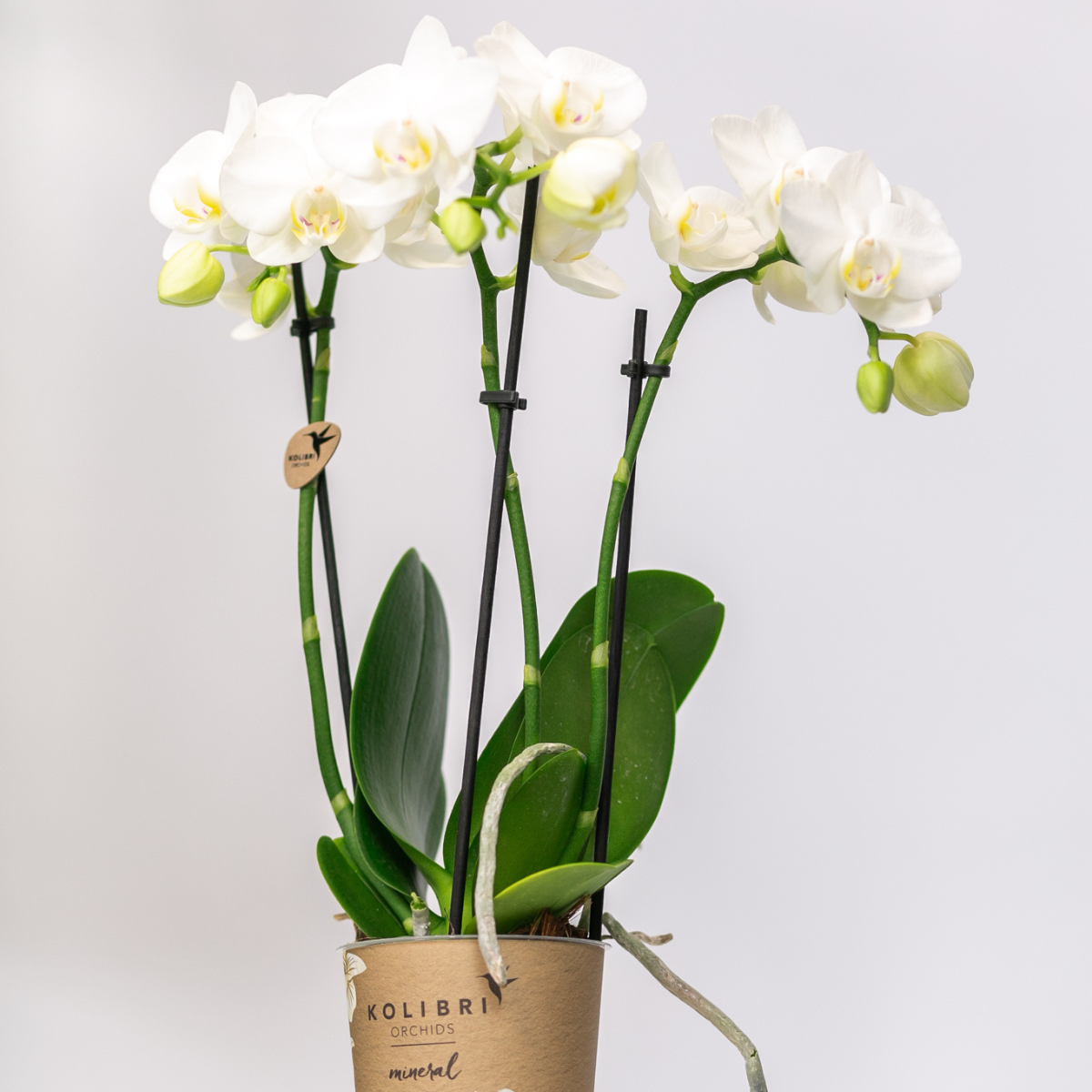 Kolibri Orchids | COMBI DEAL von 2 weißen Phalaenopsis Orchideen - Amabilis - Topfgröße Ø9cm | blühende Zimmerpflanze - frisch vom Züchter