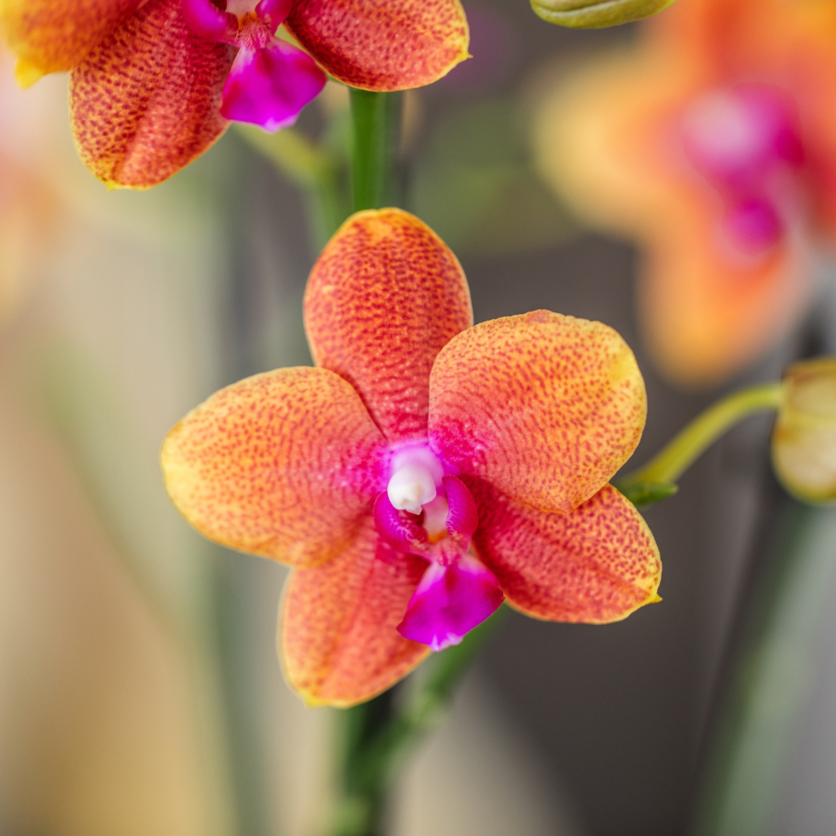 Kolibri Orchids | KOMBI ANGEBOT von 4 duftenden orangefarbenen Phalaenopsis-Orchideen - Topfgröße Ø12cm | blühende Zimmerpflanze - frisch vom Züchter