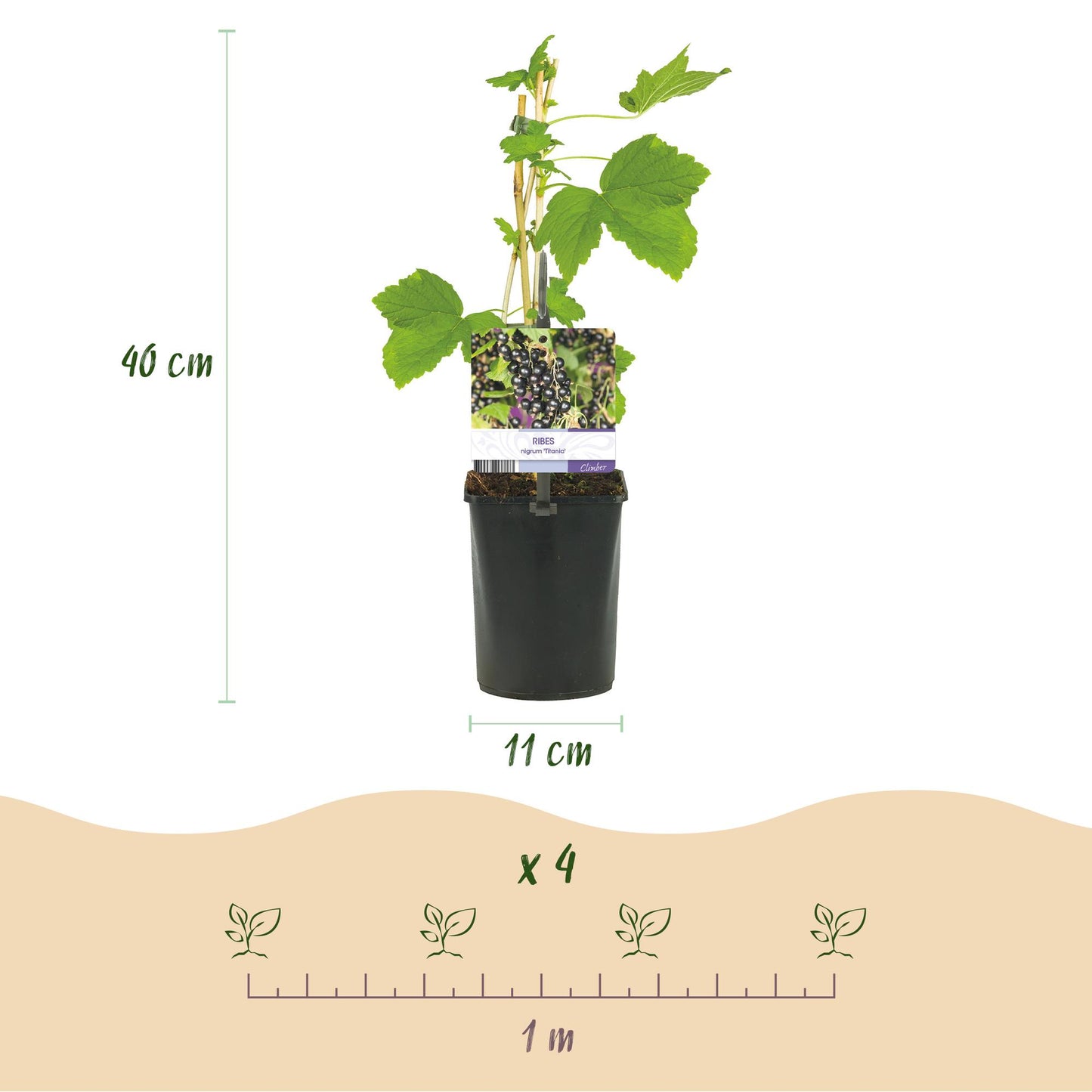 GreenboutiQ - Obstpflanze - Schwarze Johannisbeere - Ribes nigrum Titania - Schwarze Johannisbeere - 2 Pflanzen - Topf 11cm Höhe 40cm