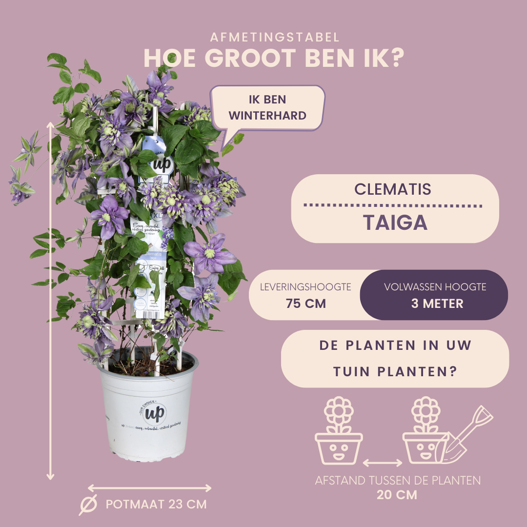 Waldrebe – Clematis 'Taiga' (Taiga XXL) – Ø 23 cm – ↨ 75 cm Toelichting: