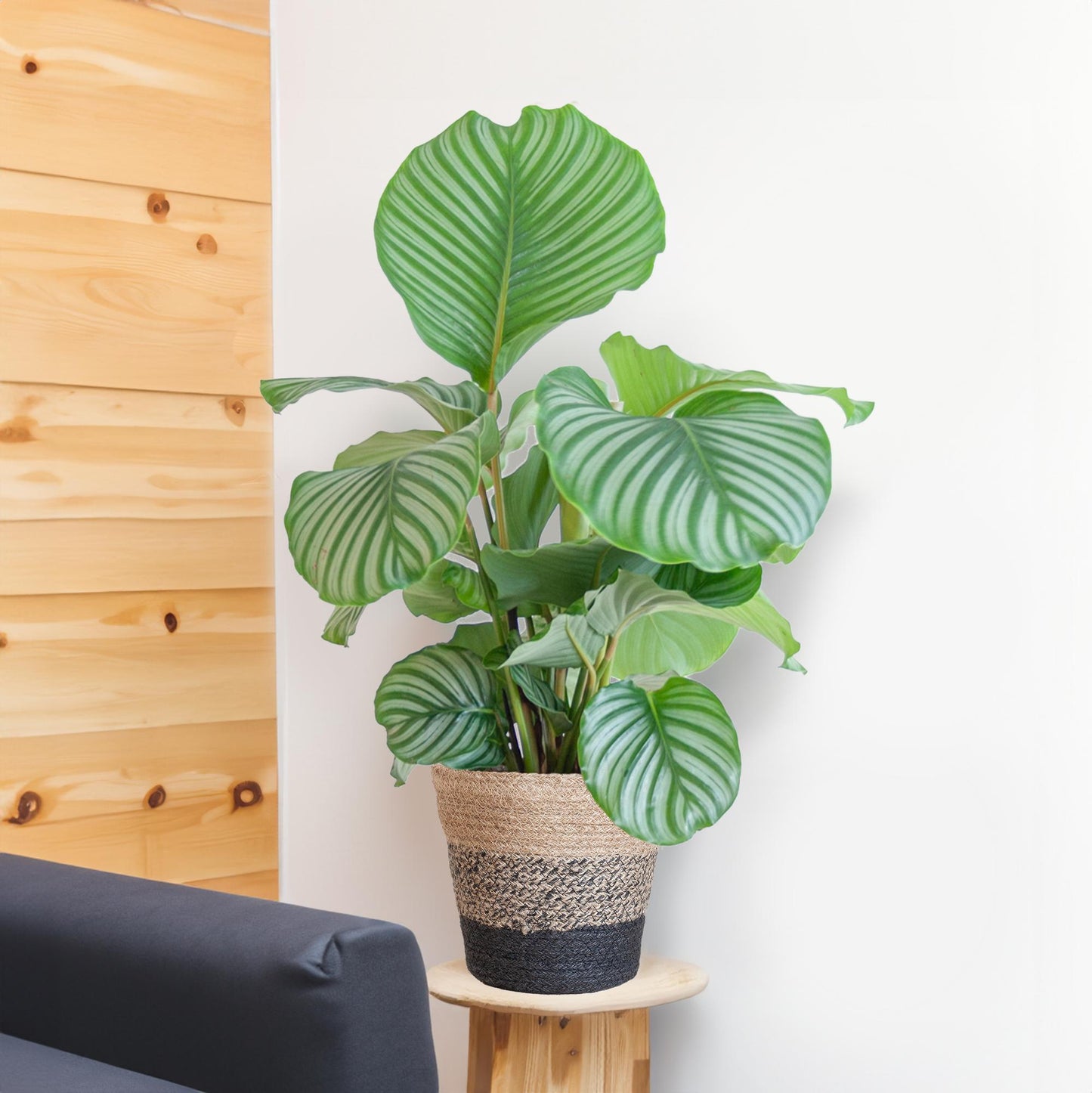 Calathea Orbifolia mit Lissabon-Korb schwarz - 65cm - Ø21