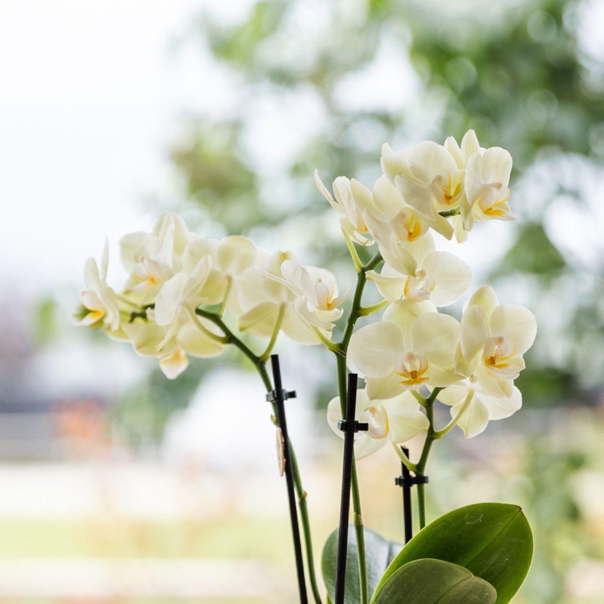 Kolibri Orchids | Ostern Geschenkset Groß | Grüne Pflanzen mit gelber Phalaenopsis-Orchidee in gelben Simplicity-Übertopfen auf einem Bambustablett