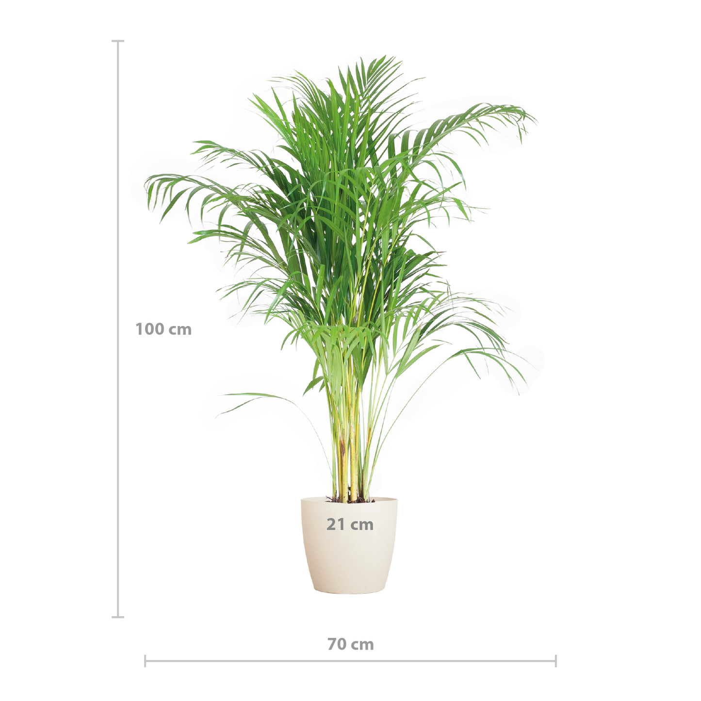 Areca Palm (Dypsis) mit Viber Weiß - 100cm - Ø21