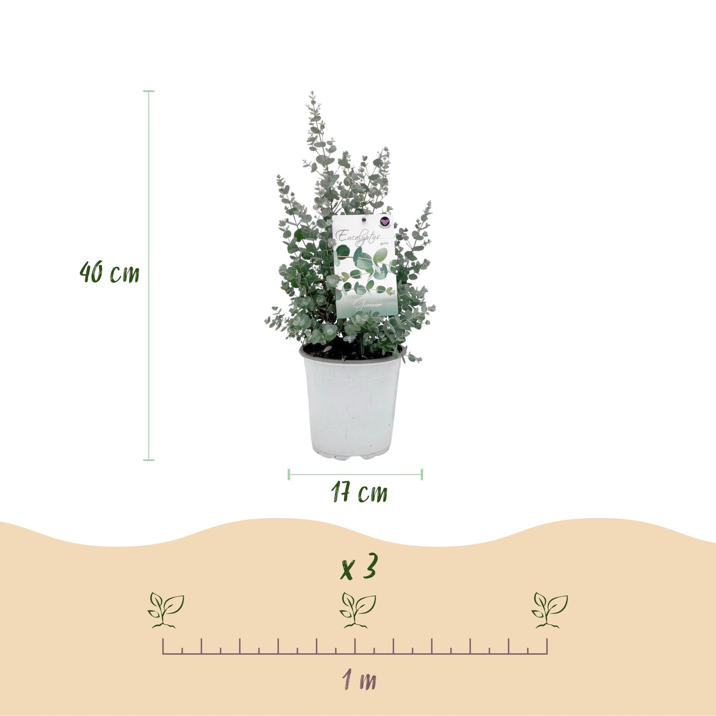 GreenboutiQ - Terrassenpflanze - Eukalyptusbaum - Eucalyptus gunni - Grau - 4 Pflanzen - Winterhart - Topf 17cm Höhe 40cm
