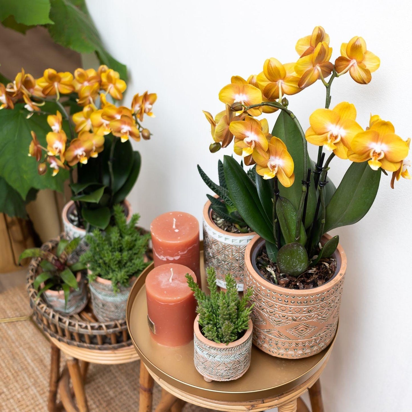 Kolibri Orchideen | Orange-goldene Phalaenopsis-Orchidee - Jewel Las Vegas - Topfgröße Ø12cm | blühende Topfpflanze - frisch vom Züchter