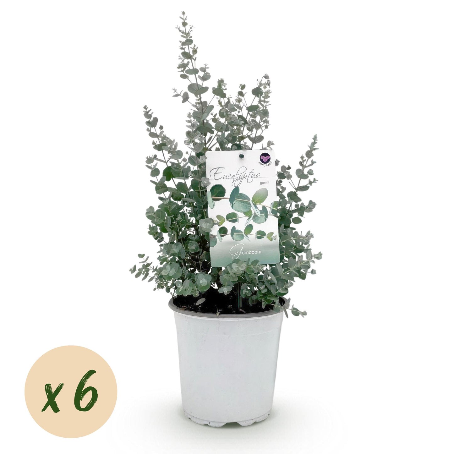 GreenboutiQ - Terrassenpflanze - Eukalyptusbaum - Eukalyptus gunnii - Grau - 6 Pflanzen - Winterhart - Topf 17cm Höhe 40cm