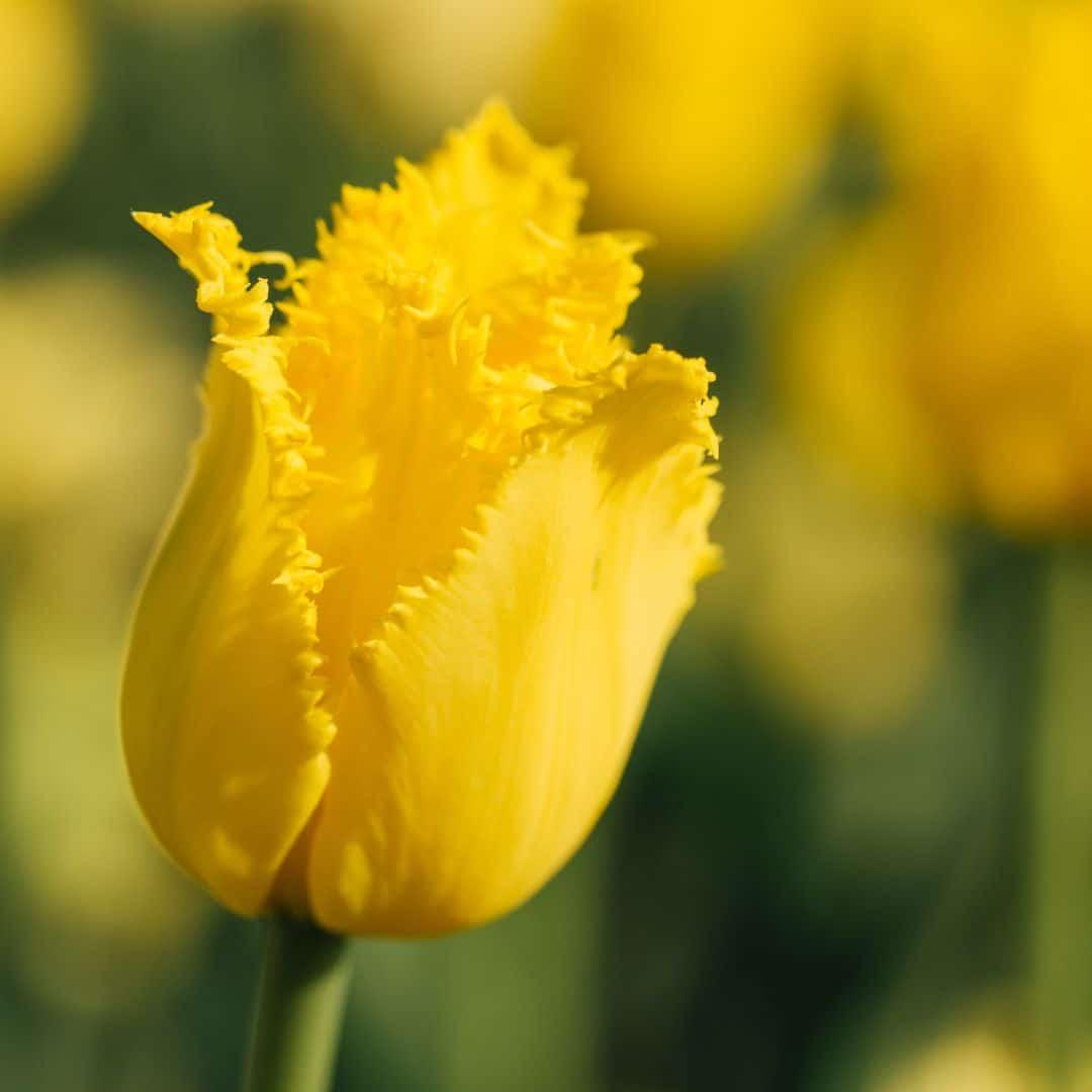 Flowerbulbs Amsterdam - Crystal Star - 15 Blumenzwiebeln - Gr��e 12+