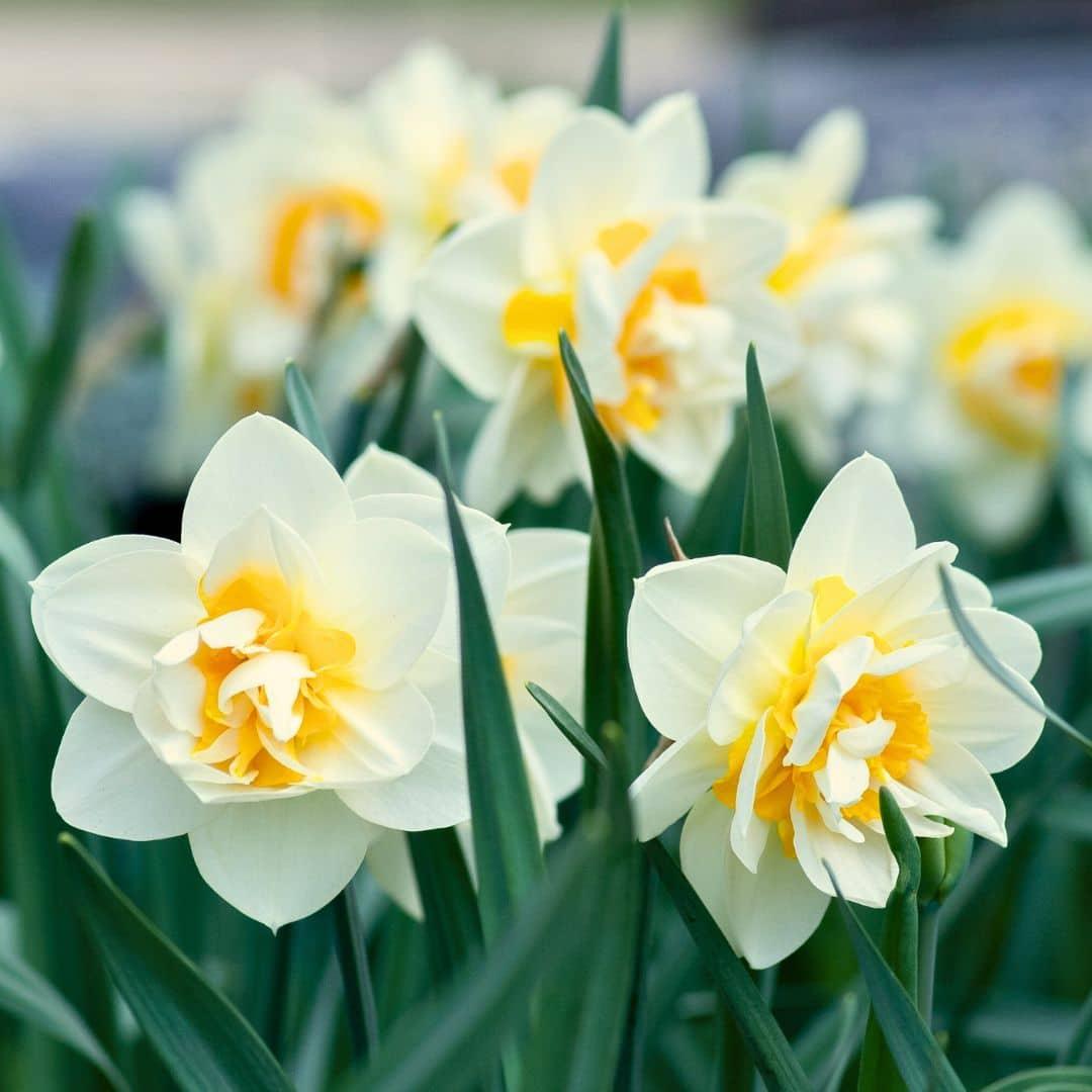 Flowerbulbs Amsterdam - Medium Lasting Wild Mix - Nachhaltige Vorteilspackung, 50 Blumenzwiebeln f�r 1 m� Blumenpracht