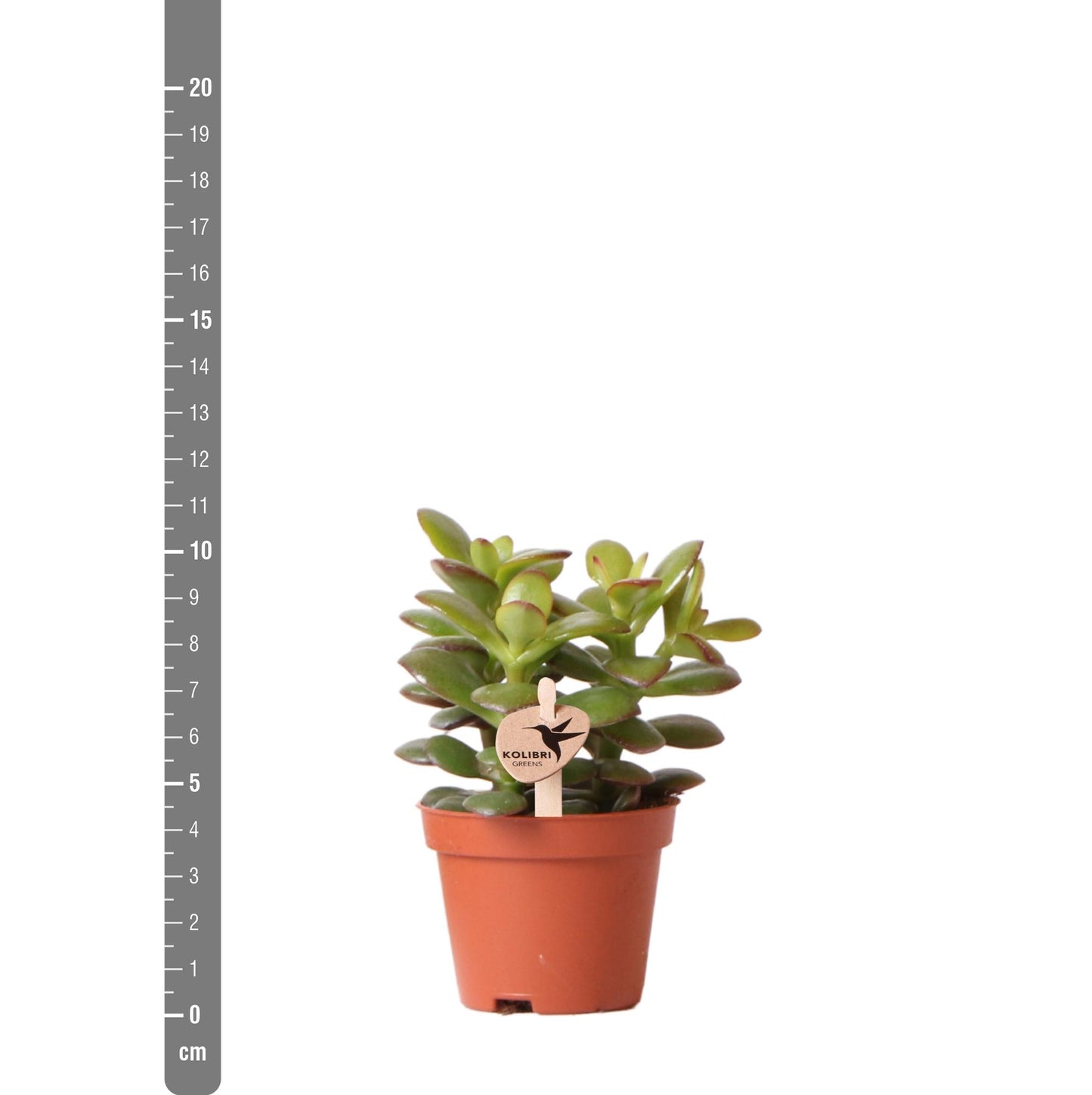 Kolibri Greens | Groene Pflanze - Sukkulente Crassula Minor - Blumenerde Ø6cm - grüne Zimmerpflanze - frisch aus der Gärtnerei