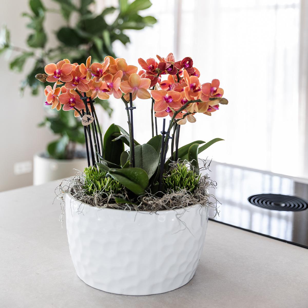 Kolibri Orchids | orangefarbenes Pflanzenset in Honigschale inkl. Wasserreservoir | drei orangefarbene Orchideen Bozen 9cm und drei Grünpflanzen | Dschungelstrauß orange mit autarkem Wasserreservoir