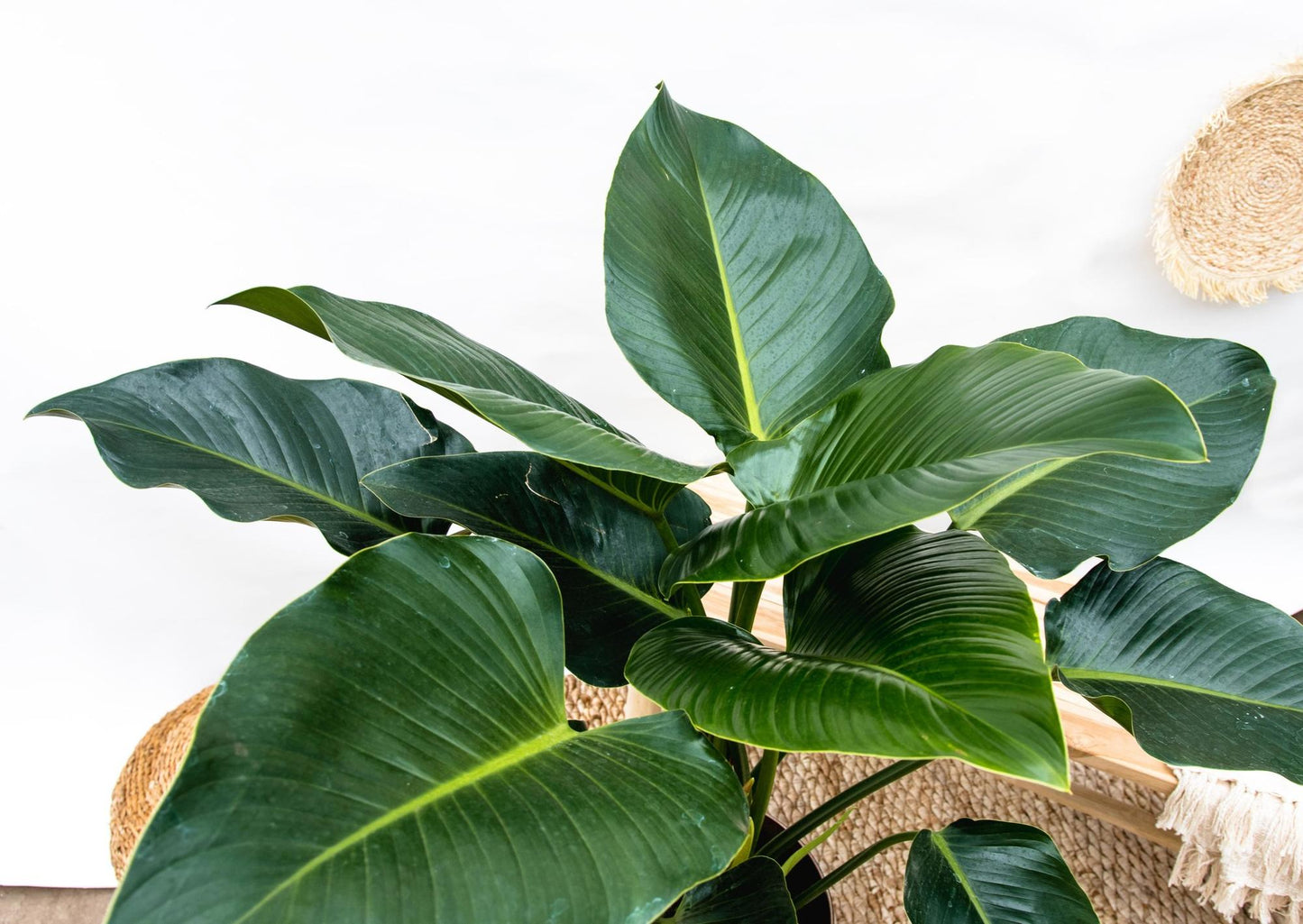 Philodendron Grüne Schönheit - 120cm - ⌀30
