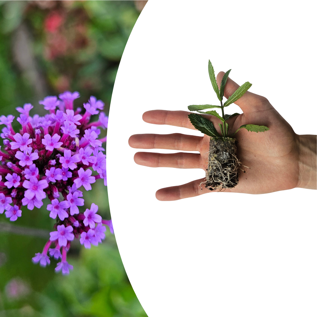 Verbena – 6 Jungpflanzen | Pflanzen & Genießen Sie Wunderschöne Verbena