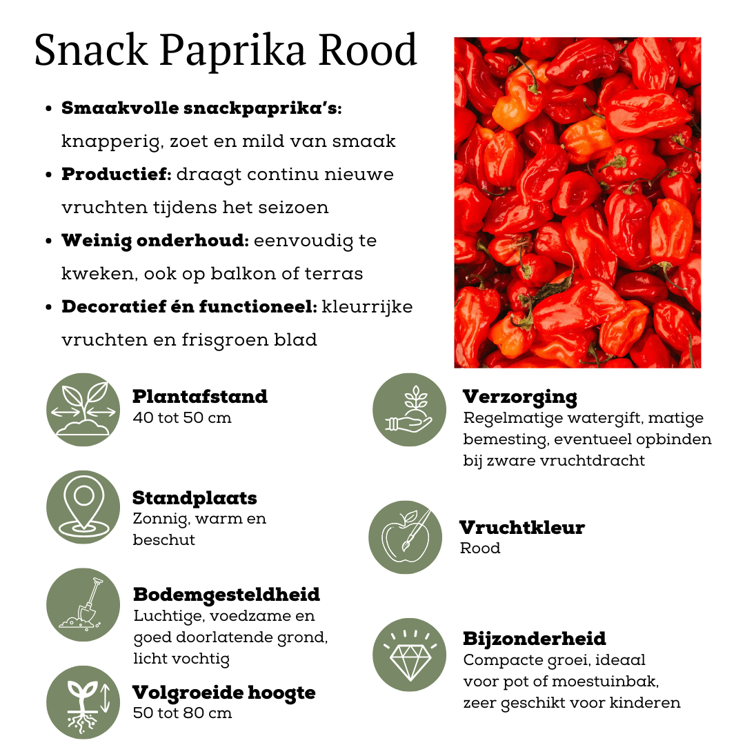 Rote Pflückgemüse-Mischung aus 3 Pflanzen - Kirschtomate - Rote Snack-Paprika - Rote Peperoni-Pflanze - Ø 14 cm - ↨ 45 cm
