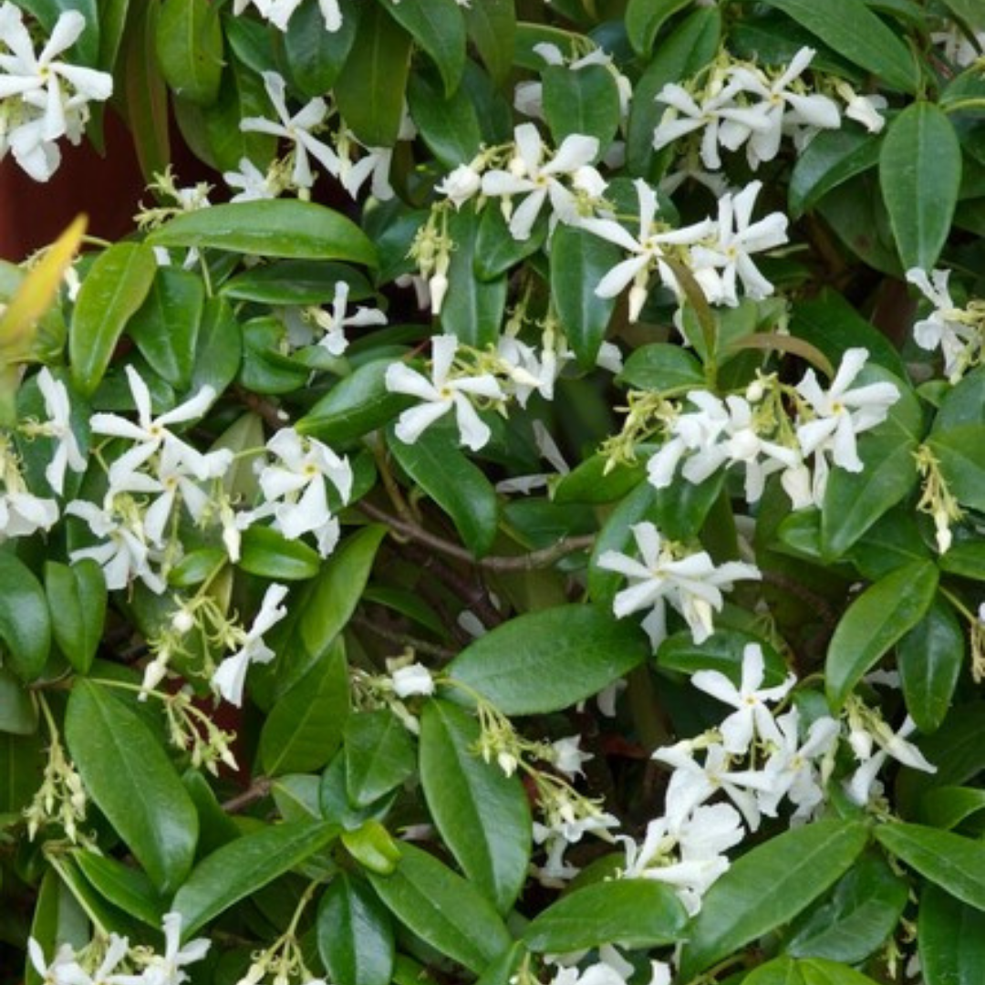 Trachelospermum jasminoides – 6 Jungpflanzen | Pflanzen & Genießen Sie den Duft des Jasmins