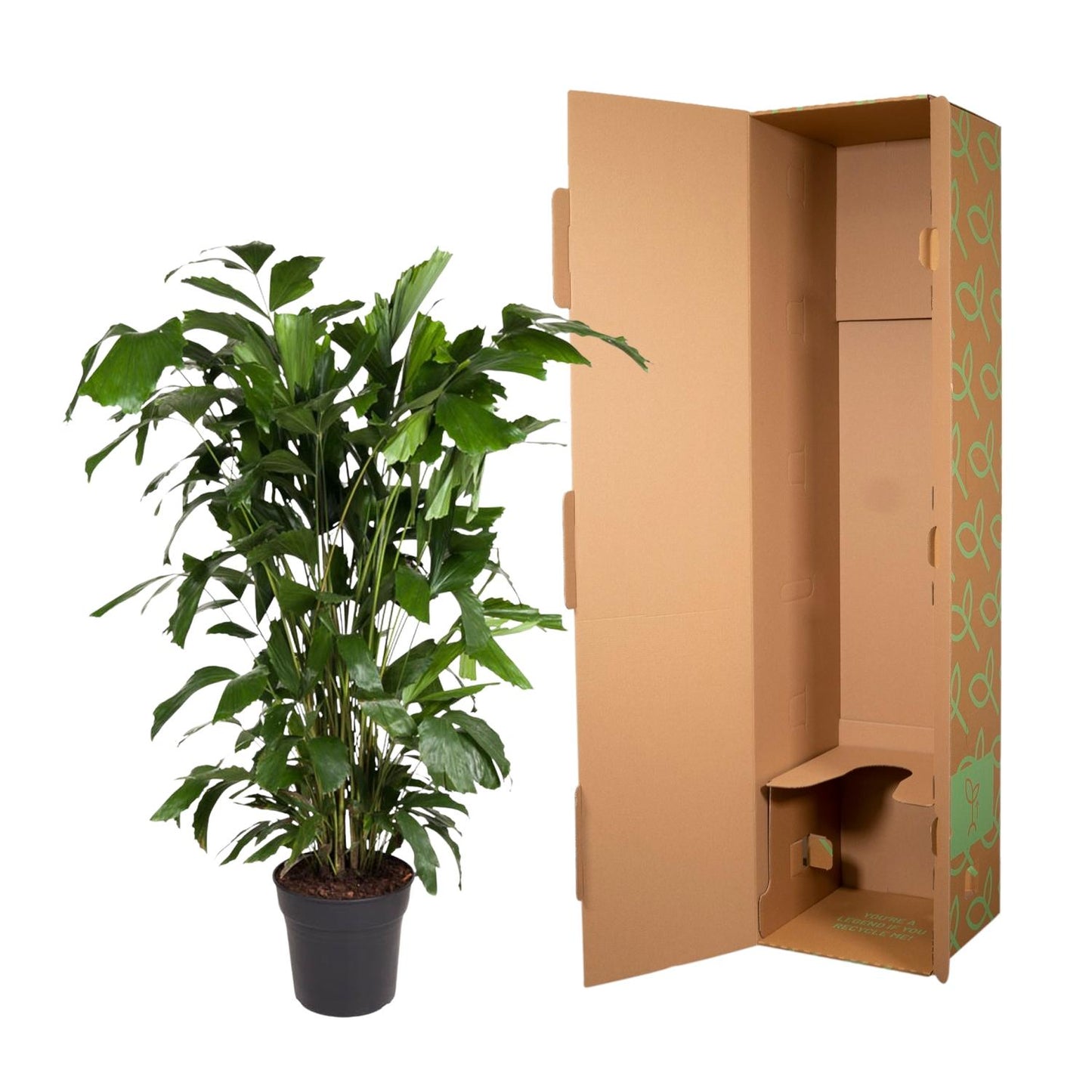 Caryota Mitis - 140 cm - ø27