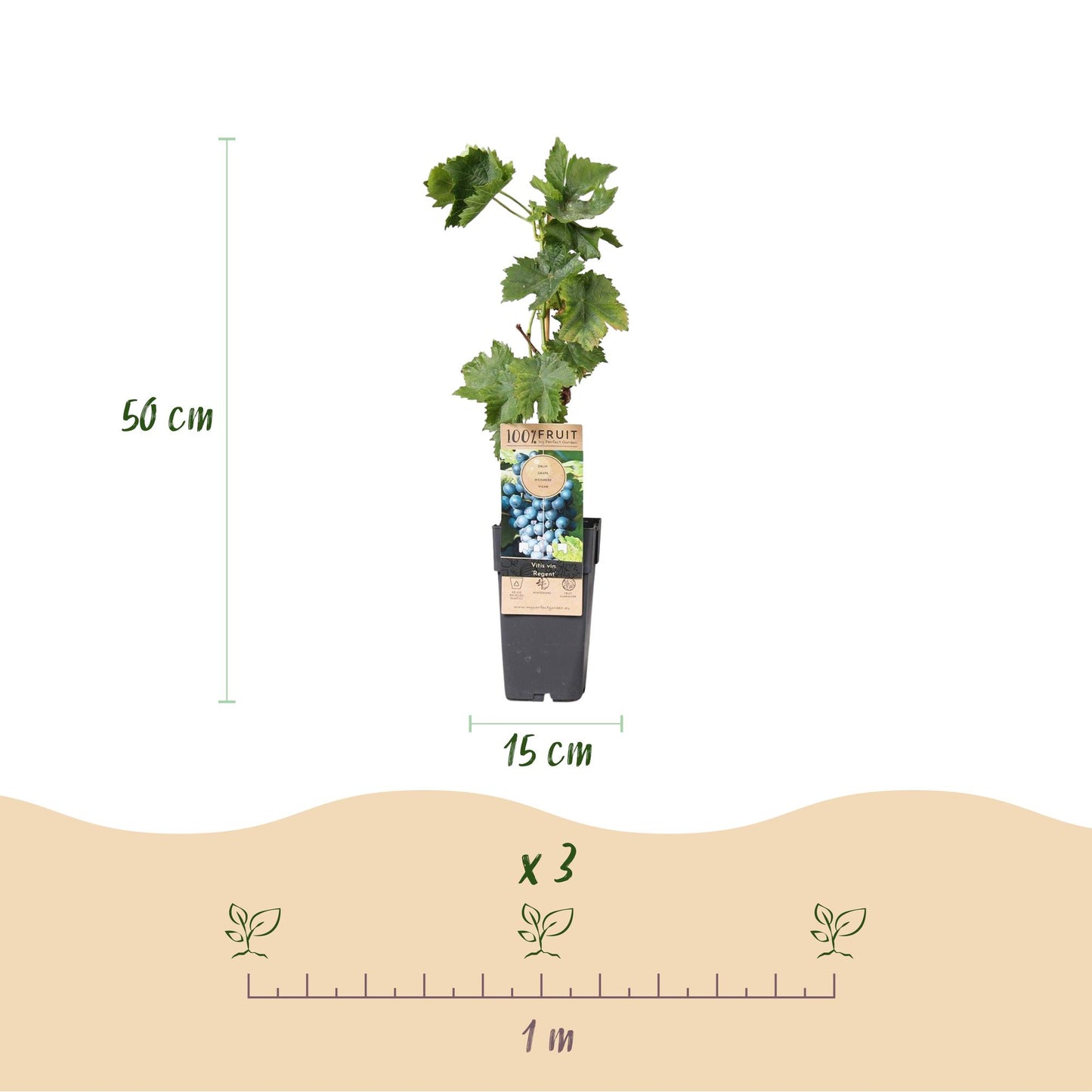 GreenboutiQ - Obstpflanze - Blaue Traube - Vitis vinifera Regent - 2 Pflanzen - Topf 15cm Höhe 50cm