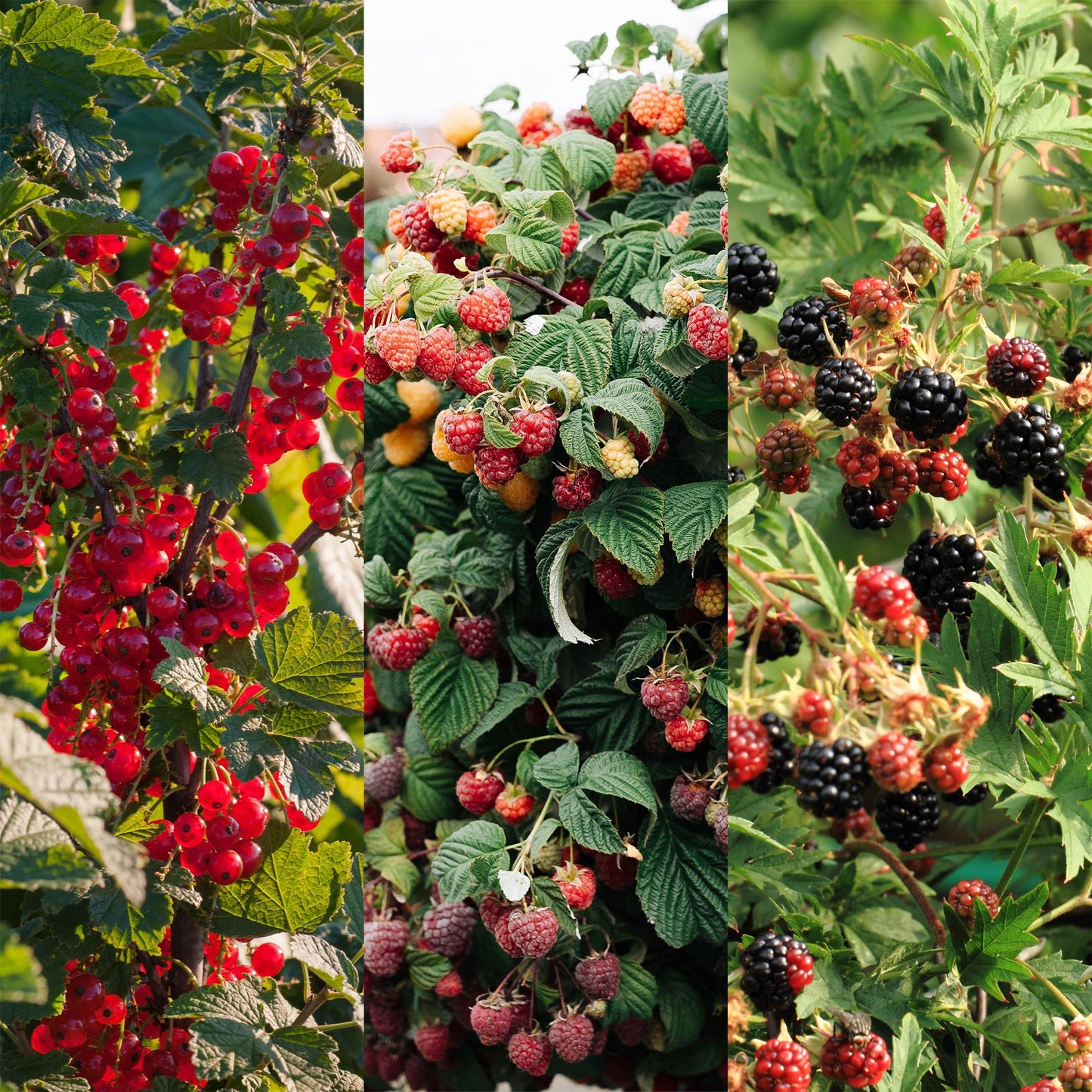 GreenboutiQ - Obstpflanzenmix - Rote Johannisbeere, Rote Himbeere, Schwarze Brombeere - 3 Pflanzen - Topf 11cm Höhe 40cm