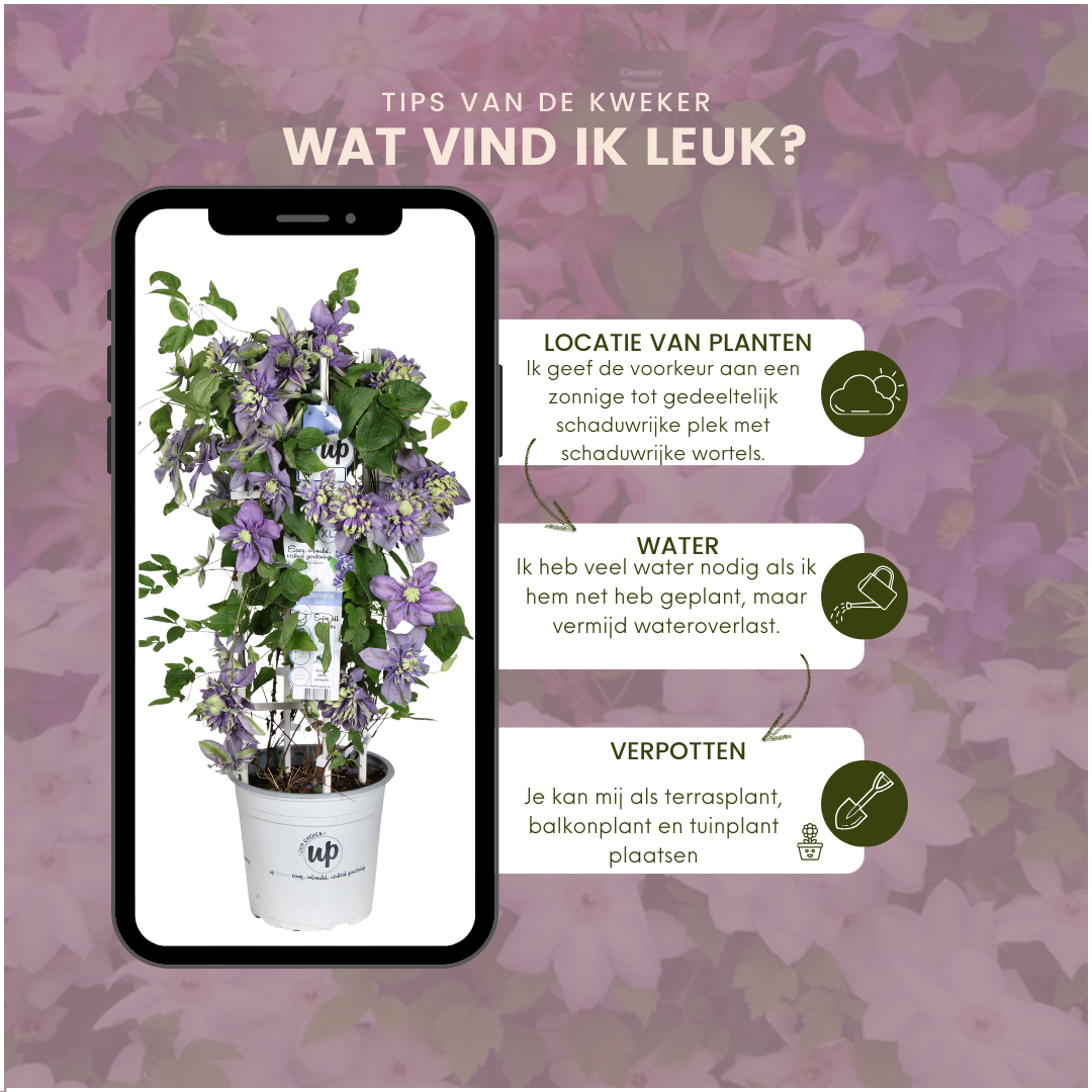 Waldrebe – Clematis 'Taiga' (Taiga XXL) – Ø 23 cm – ↨ 75 cm Toelichting: