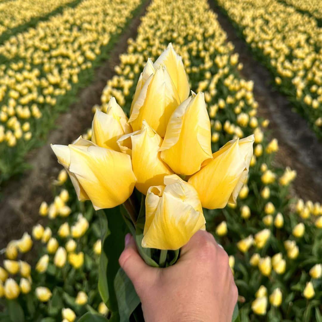 Flowerbulbs Amsterdam - Jacques Darlings - 25 Blumenzwiebeln - Gr��e 12+