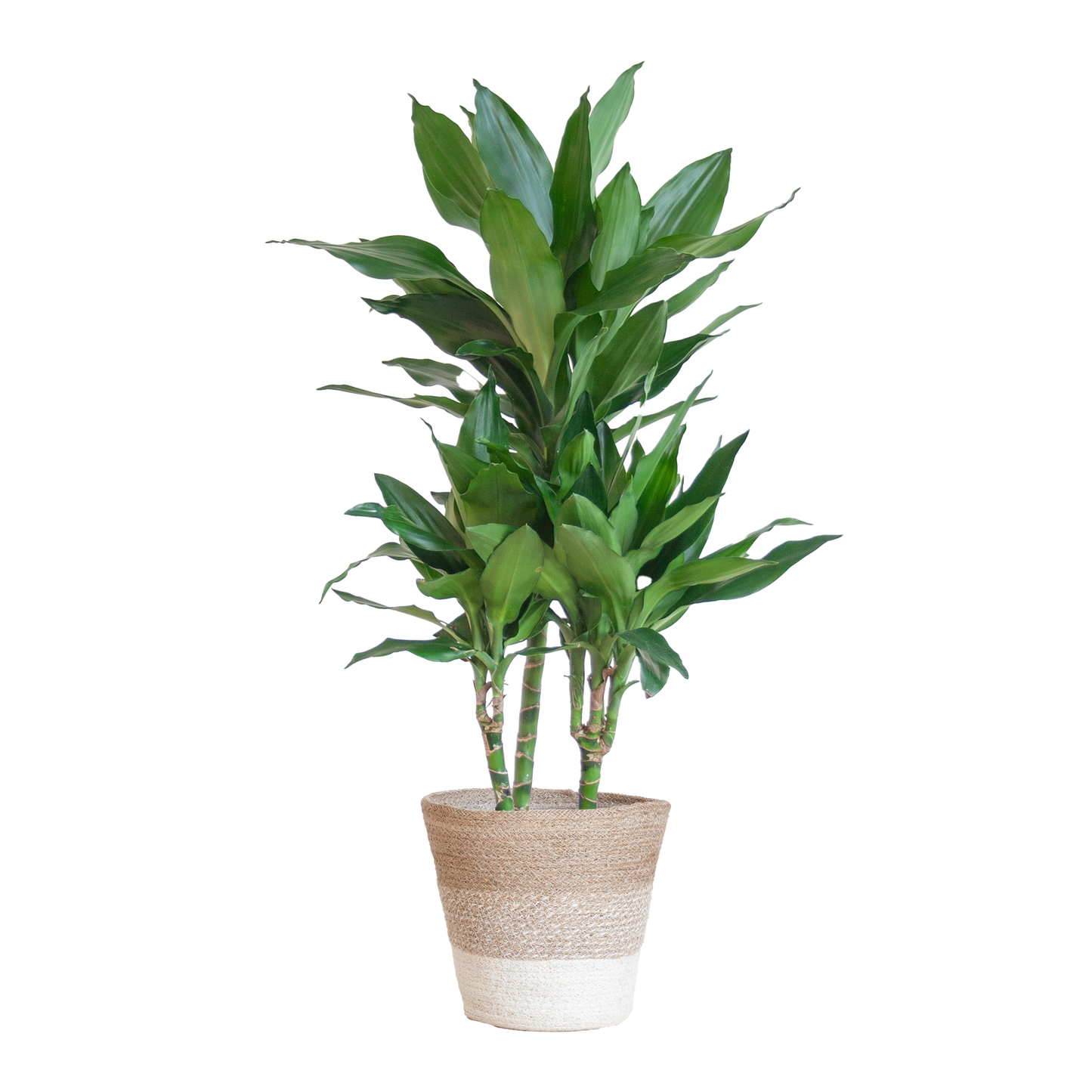 Dracaena  Janet Lindt mit Pflanzkorb Lissabon weiß  - 95cm - Ø21