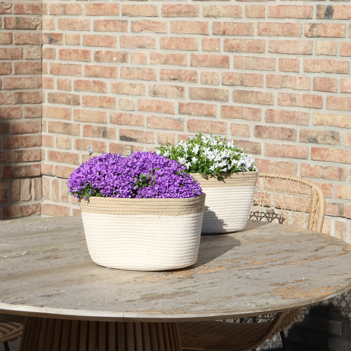 Campanula Addenda Ambella Intense purple - Baumwollschale mit Campanula mit Bewässerungssystem - 3 Stück - Glockenblume lila - Topfgröße 12cm - indoor & outdoor