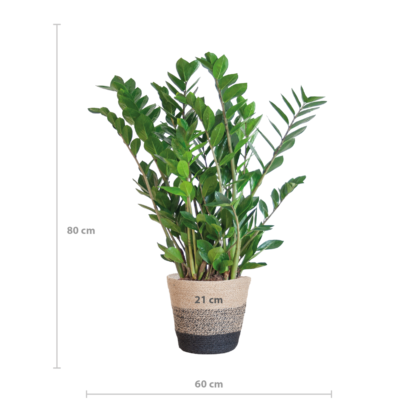 Zamioculcas Zamiifolia mit Pflanzkorb Lissabon Schwarz - 80cm - Ø21