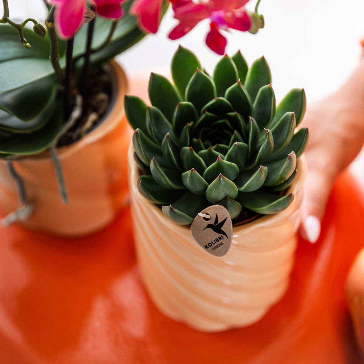 Kolibri Greens | Grünpflanze - Sukkulente Echeveria Miranda - grüne Zimmerpflanze - frisch aus der Gärtnerei - Ø9cm