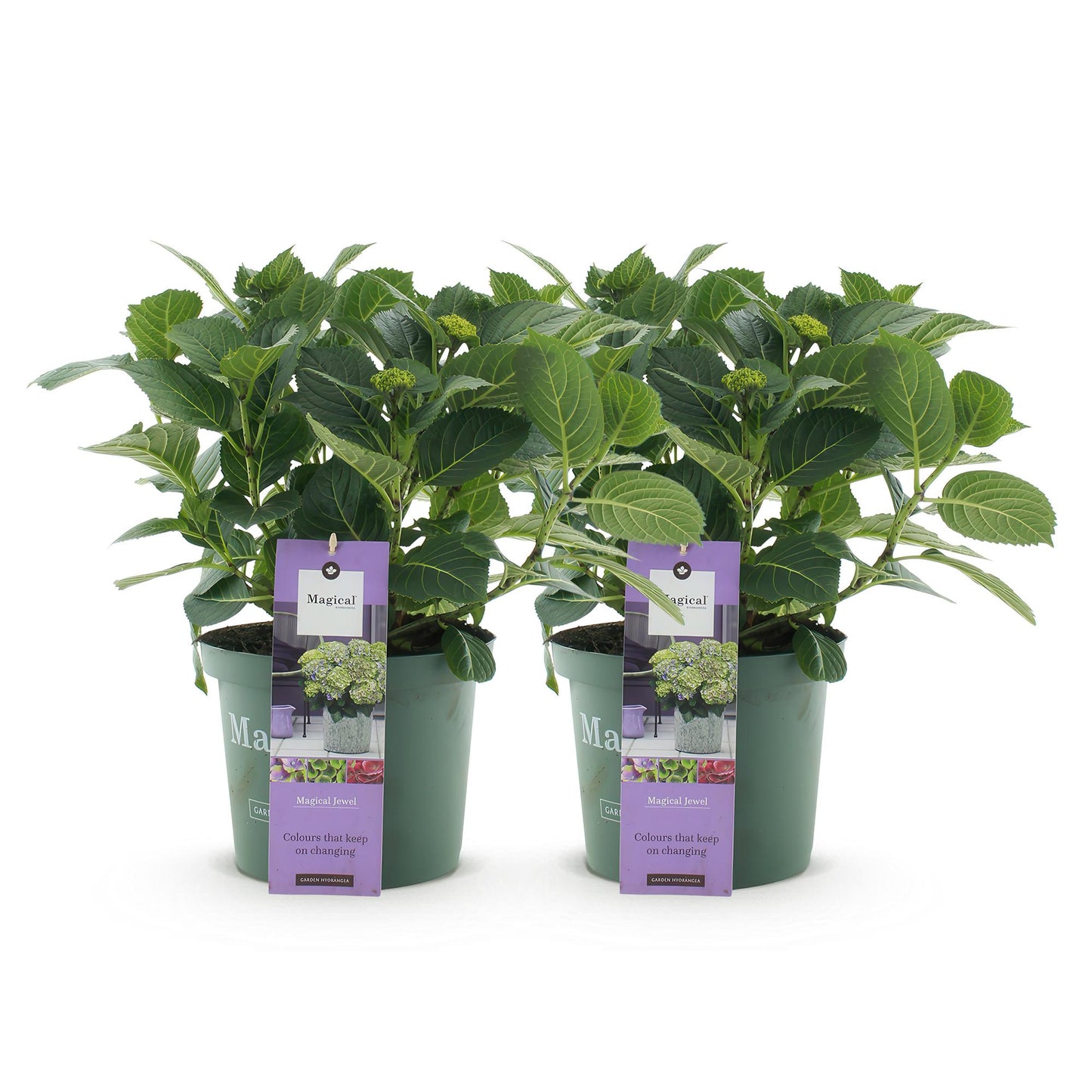 Green boutiQ - Balkonpflanze - Hortensie - Hydrangea Magical Jewel Blue - Blau - 6-10 Blumen - 2 Pflanzen - Topf 23cm Höhe 55cm