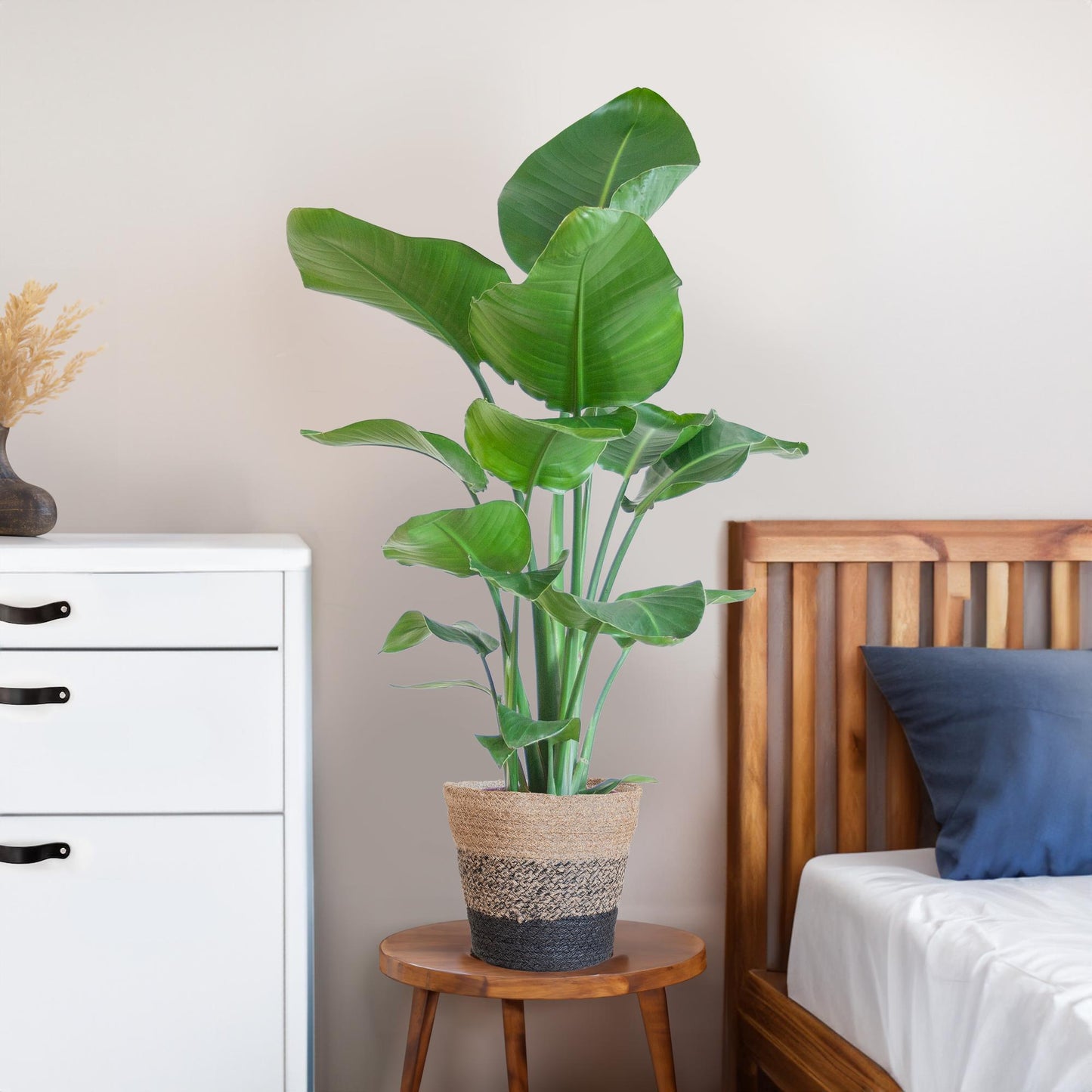 Die Strelitzia Nicolai mit dem schwarzen Lissabon-Korb. - 80cm - Ø19