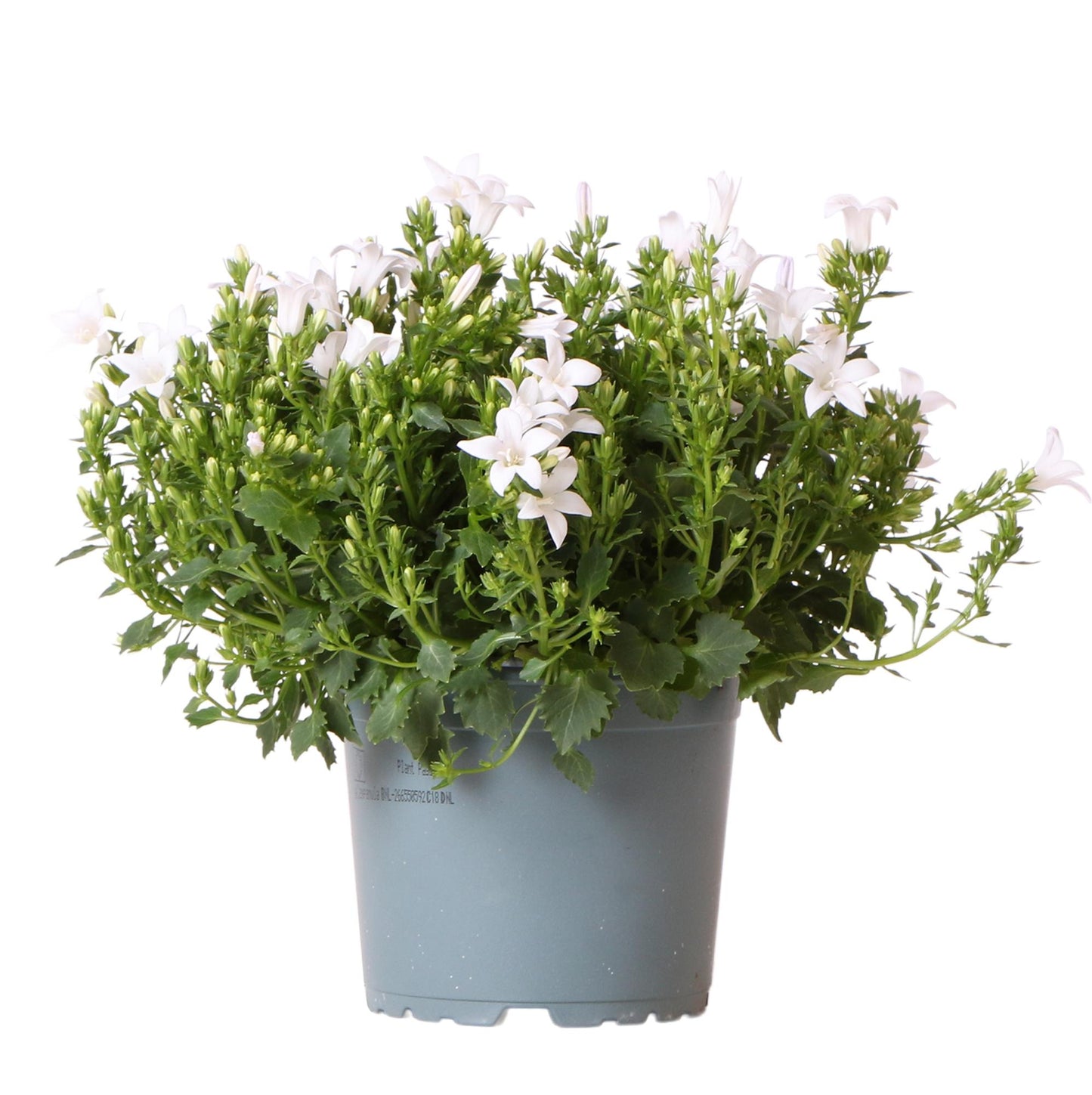 Campanula Addenda - Glockenblume lila Topfgröße 12cm - mehrjährig - winterhart - White