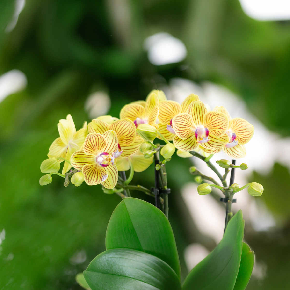 Kolibri Orchids - Überraschungsbox Mix - Pflanzen Vorteilsbox - Überraschungsbox mit 4 verschiedenen Orchideen - frisch vom Züchter