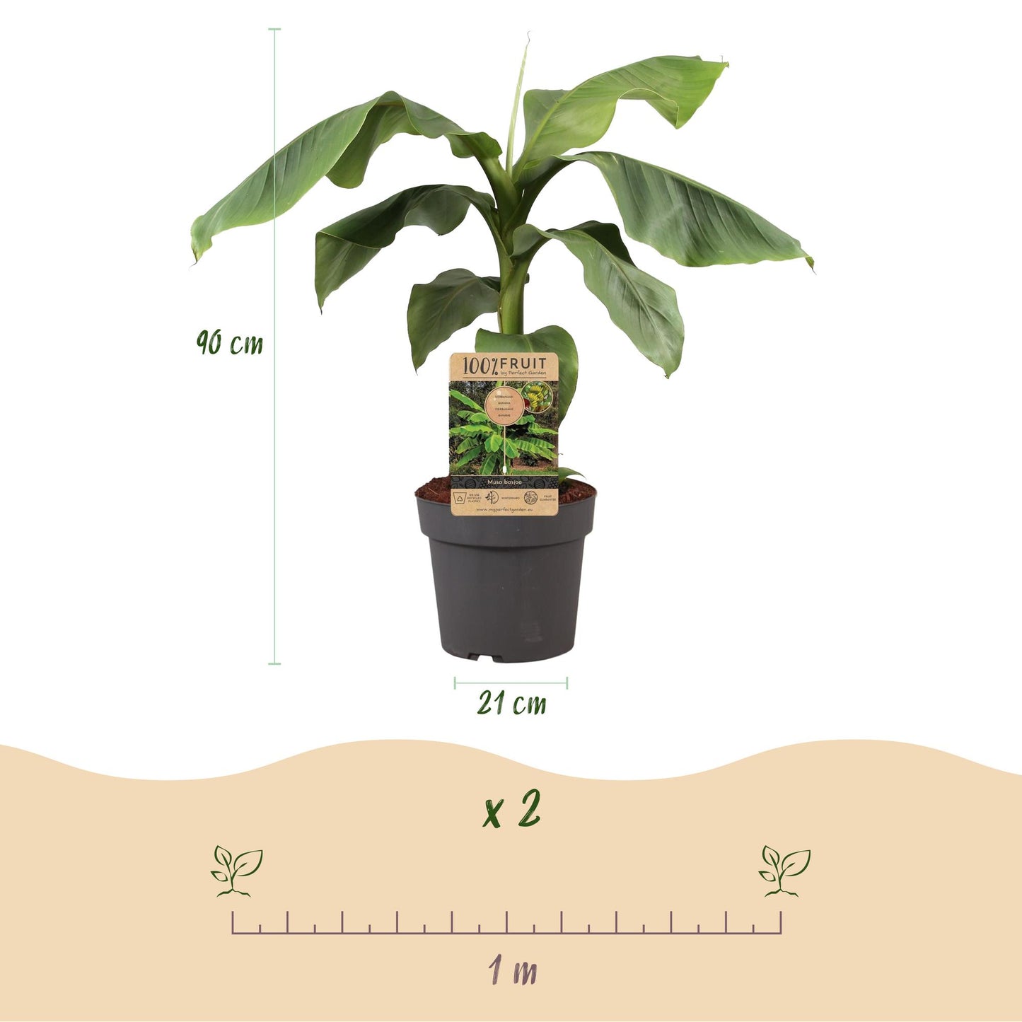 GreenboutiQ - Obstpflanze - Japanische Faserbanane - Musa Basjoo - Winterhart - Topf 21cm Höhe 90cm
