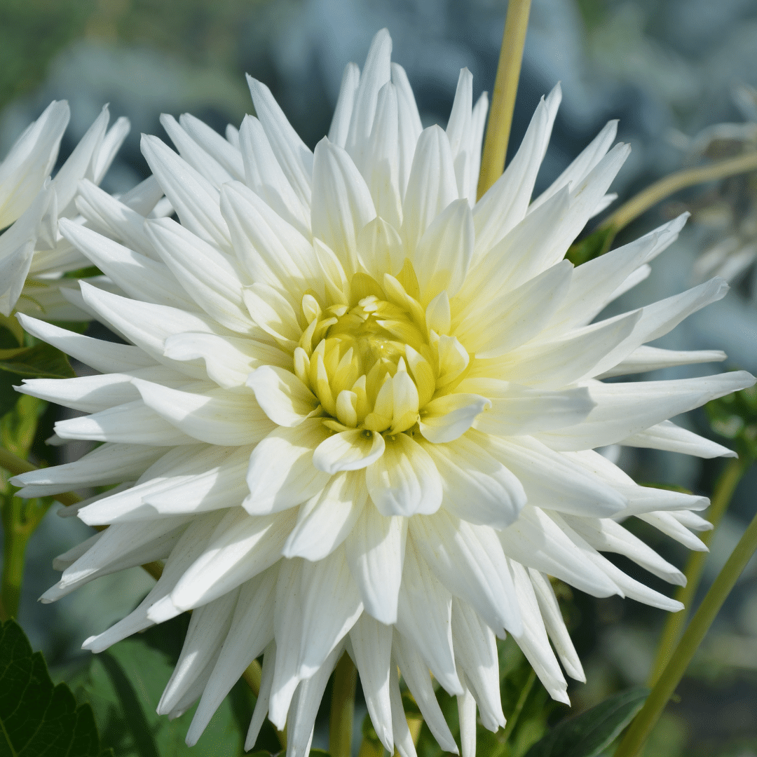 Flowerbulbs Amsterdam - 24 Dahlien playa blanca knollen für 4 m², kaktusförmige blüten