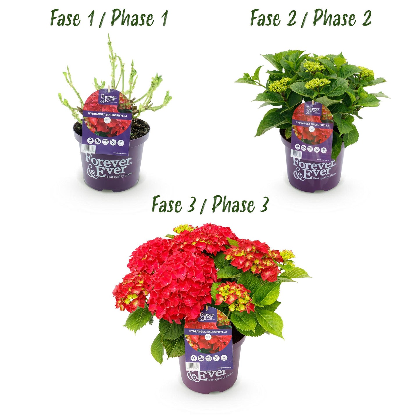 Green boutiQ - Balkonpflanze - Hortensie - Hydrangea Forever & Ever - Rot - 7-12 Blüten - 2 Pflanzen - Topf 23cm Höhe 55cm