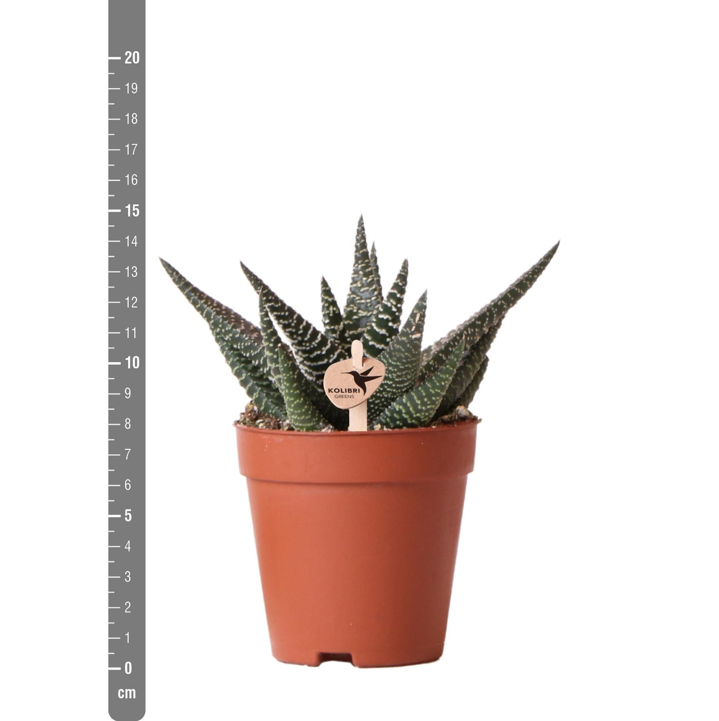 Kolibri Greens | Grünpflanze - Sukkulente Haworthia Royal Highnness - Topfmaat Ø9cm - grüne Zimmerpflanze - frisch aus der Gärtnerei