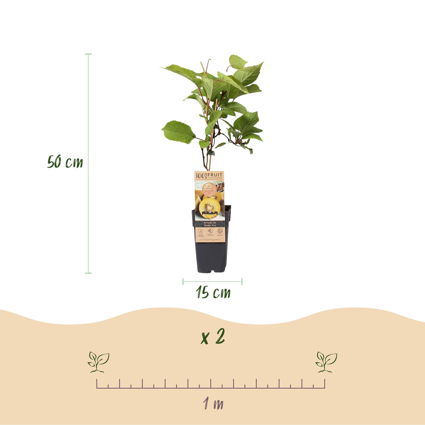 GreenboutiQ - Obstpflanze - Gelbe Kiwi - Actinidia deliciosa Golden Kiwi - Gelbe Frucht - 2 Pflanzen - Topf 15cm Höhe 50cm