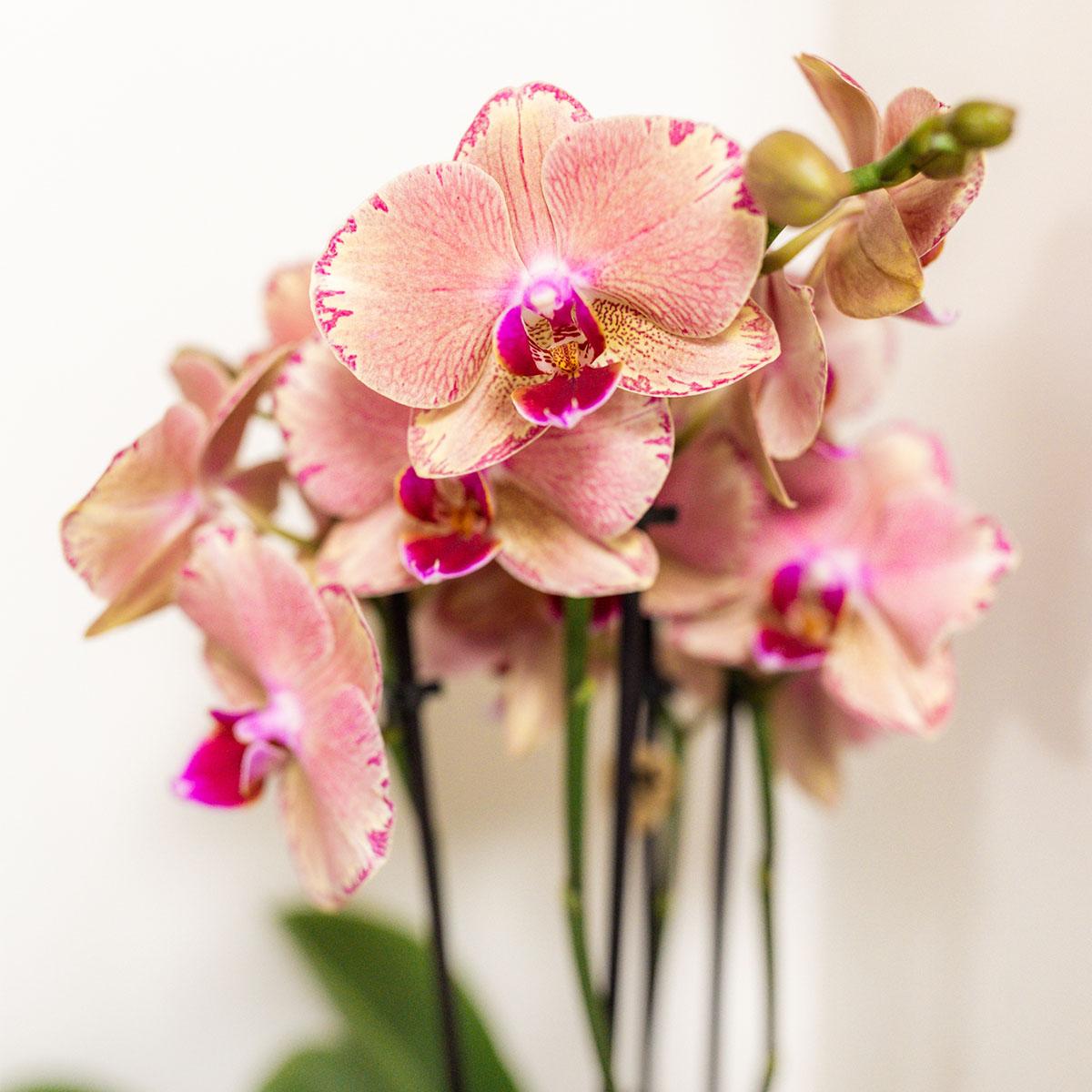 Kolibri Orchids - Überraschungsbox Mix - Pflanzen-Vorteilsbox - Überraschungsbox mit 4 verschiedenen Orchideen 12cm - Frisch vom Züchter