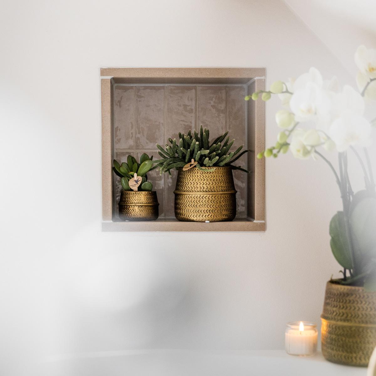 Kolibri Greens | Sukkulenten 2er-Set Pflanzen in dekorativen Töpfen mit goldener Rille - Keramik-Topfgröße Ø9cm