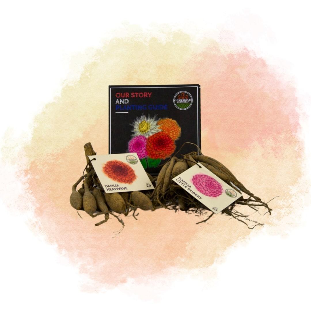 Flowerbulbs Amsterdam - Mix Outdoor Happiness, 12 Dahlien Little Robert & 12 Dahlien Heatwave knollen für 4 m²