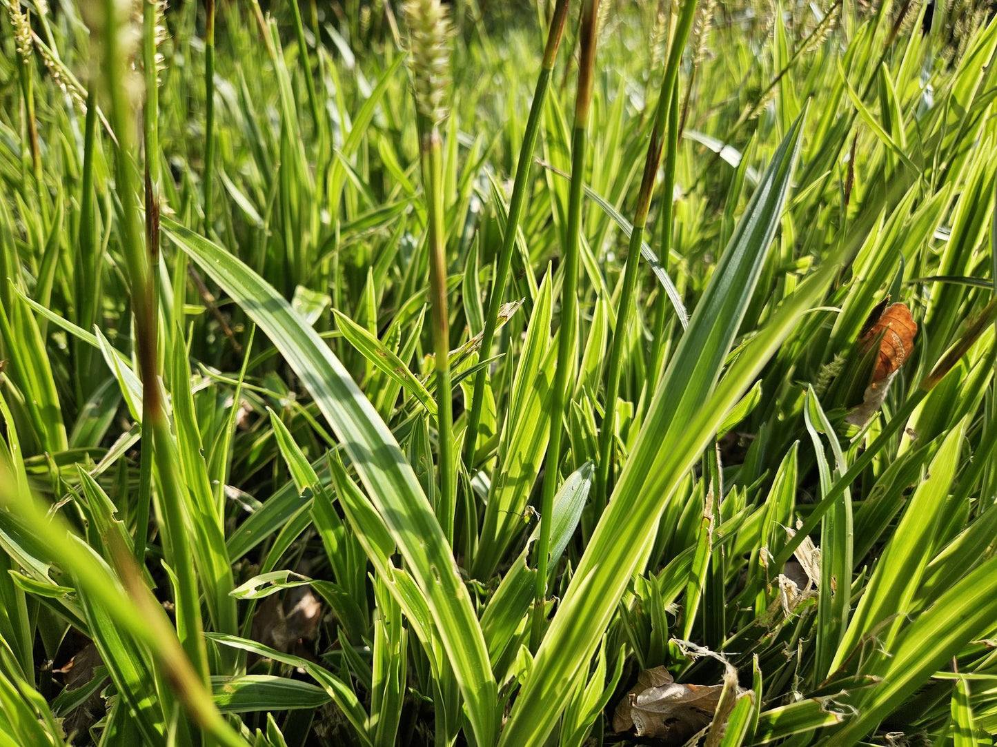 20x Carex morrowii 'Aureovariegata' - ↕10-25cm - Ø9cm
