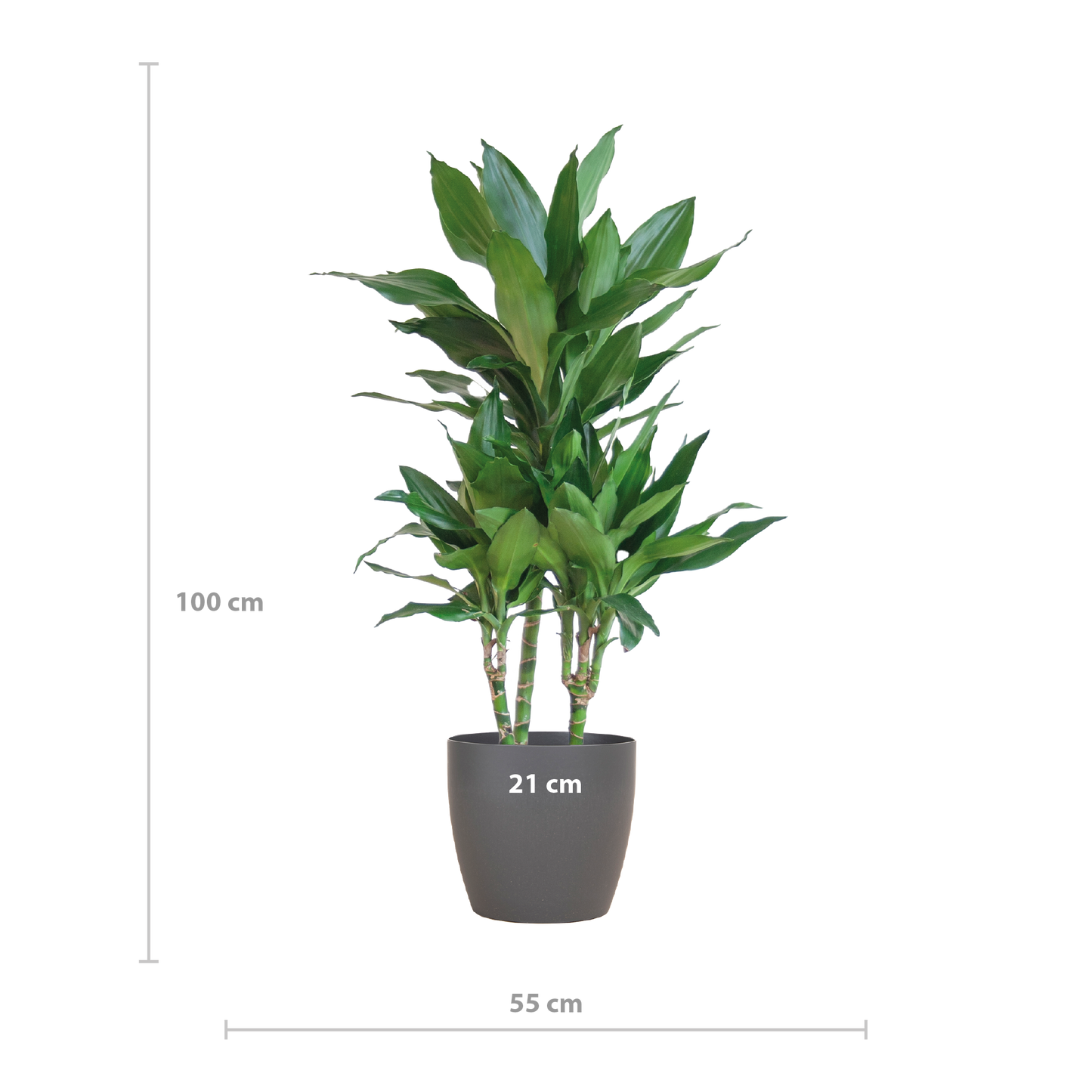 Dracaena Janet Lindt mit Viber grau - 95cm - Ø21
