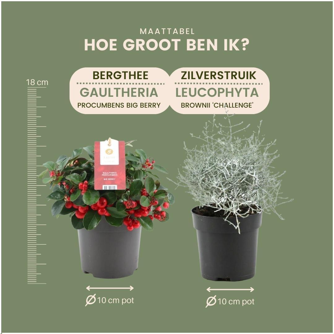 Winterwunderland mix set - 3 x Gaultheria + 3x Calocephalus - Ø 10 cm ↨ 15 cm